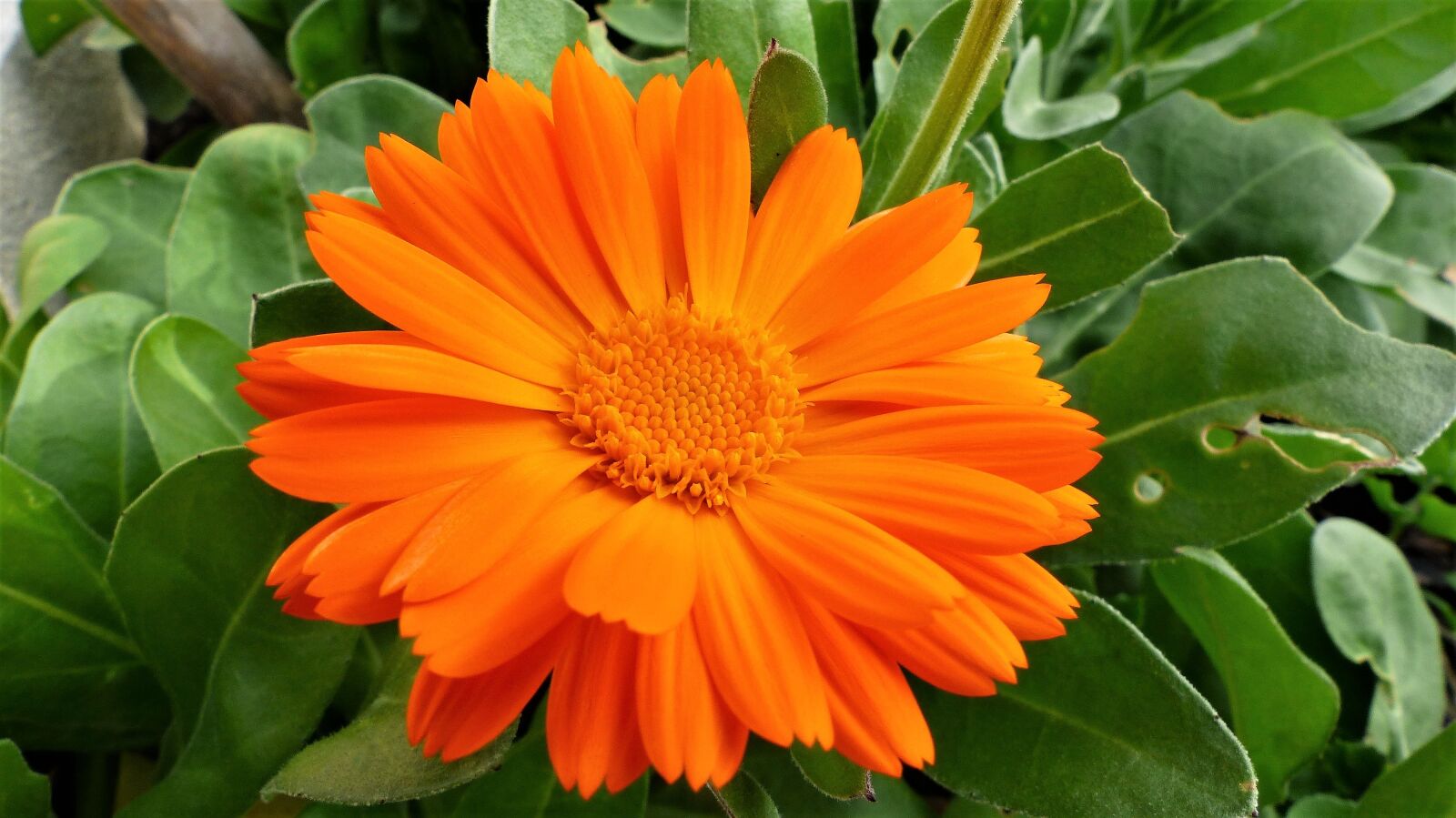 Panasonic Lumix DMC-FZ200 sample photo. Plant, nature, flower photography