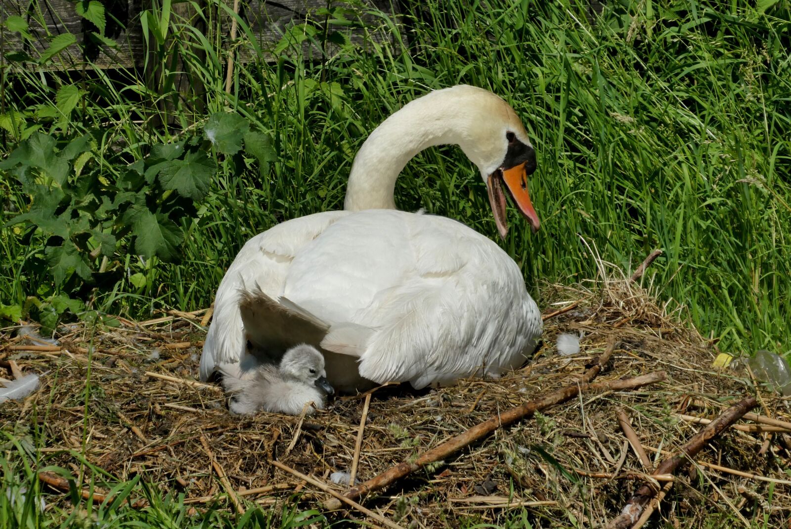 Panasonic Lumix DC-ZS70 (Lumix DC-TZ90) sample photo. Swan with young boy photography
