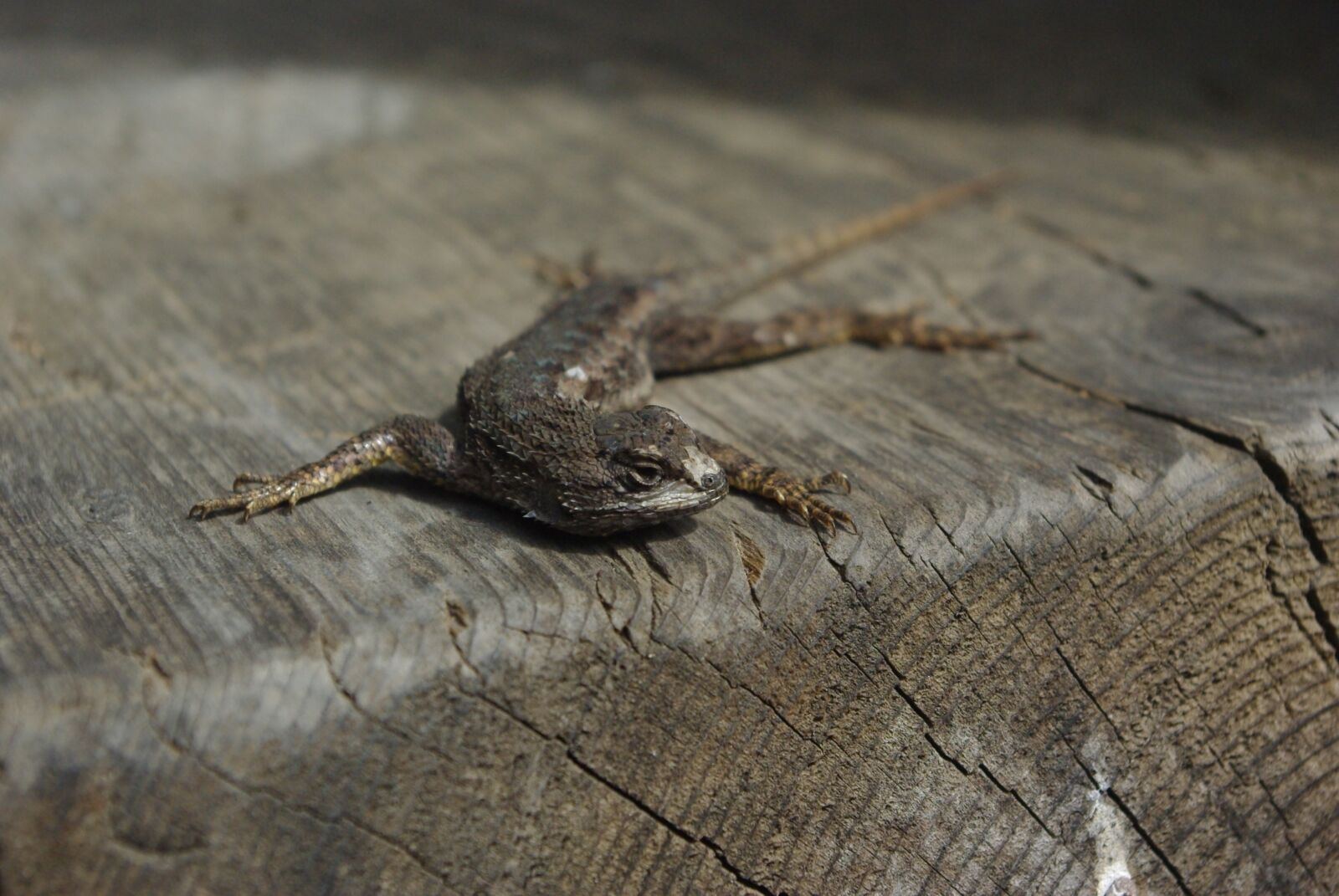 Pentax K200D sample photo. Lizard, reptile, animal photography