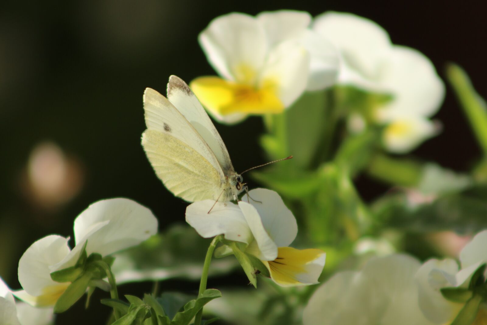 Canon EOS 700D (EOS Rebel T5i / EOS Kiss X7i) sample photo. Butterfly, flower, summer photography
