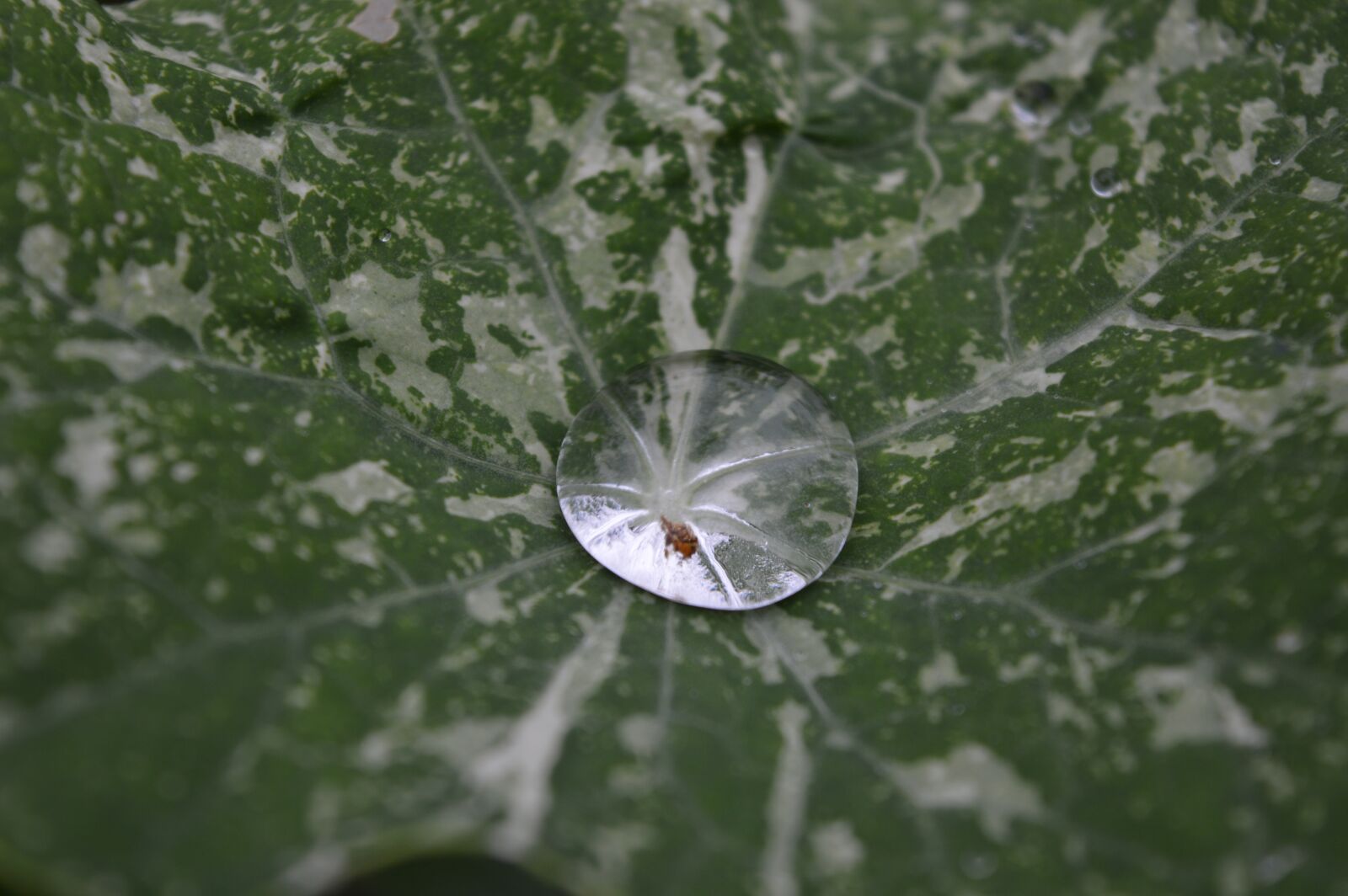 Nikon D3200 sample photo. Water-drop, macro, nature photography