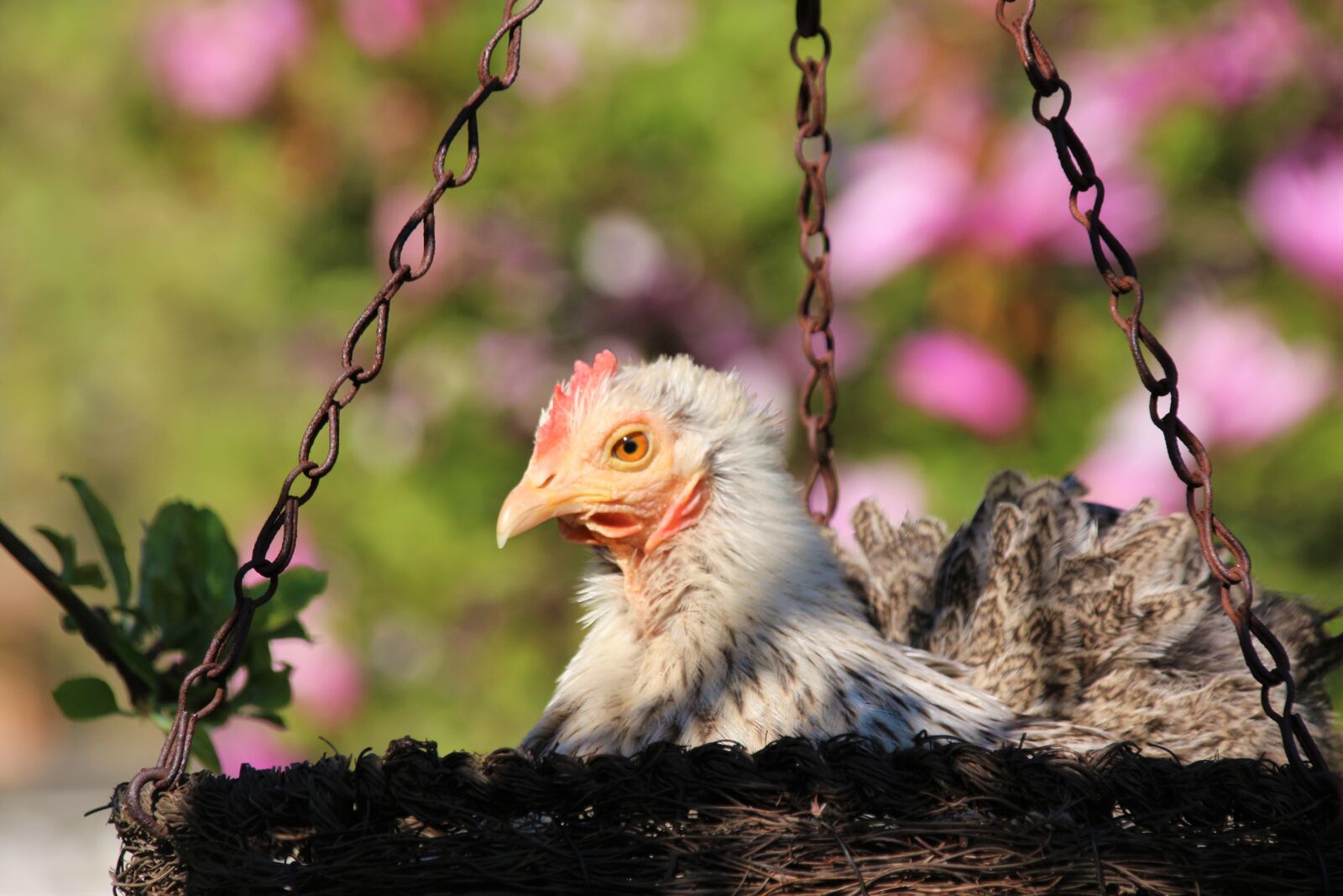 Canon EOS 700D (EOS Rebel T5i / EOS Kiss X7i) sample photo. Chicken, hen, animal photography