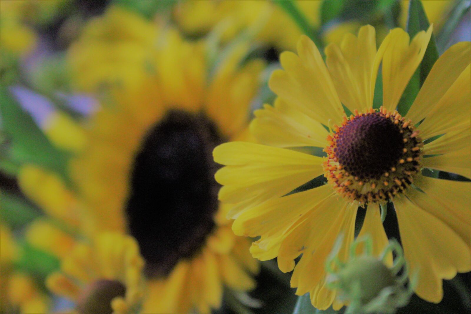 Canon EOS 1300D (EOS Rebel T6 / EOS Kiss X80) sample photo. Sunflower, sunflower field, yellow photography