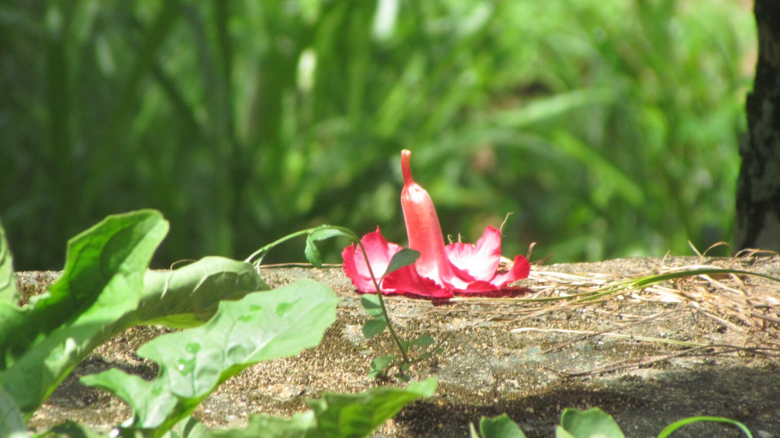 Canon PowerShot SX30 IS sample photo. Flower, shoe flower, wedding photography