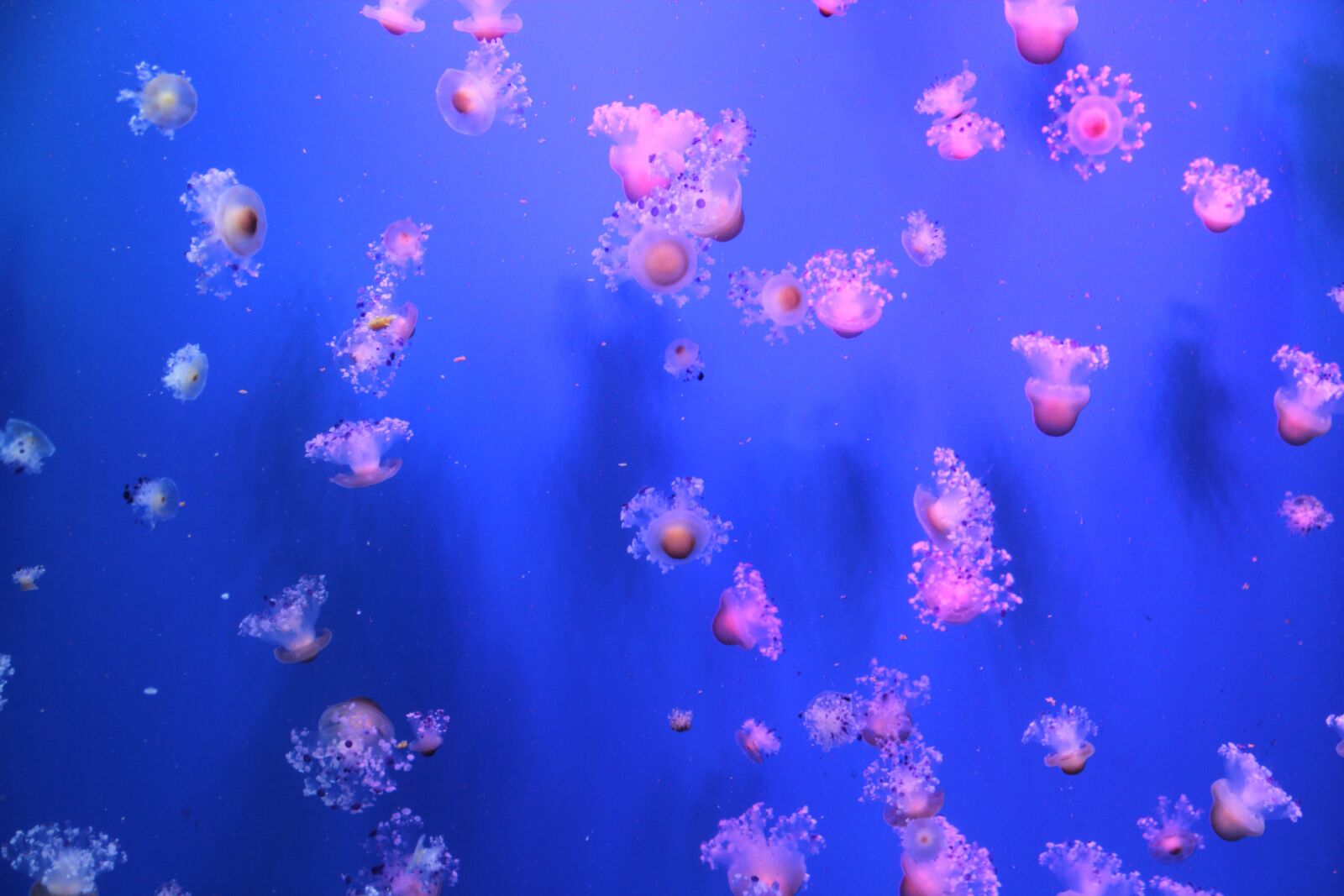 Canon EF-S 18-135mm F3.5-5.6 IS sample photo. Jellyfish, sea, aquarium photography