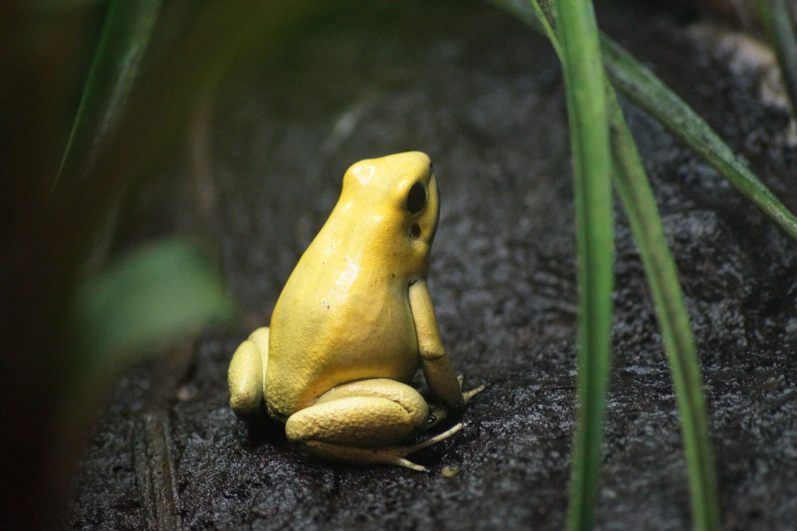 Sony SLT-A58 sample photo. Amphibian, animal, frog photography
