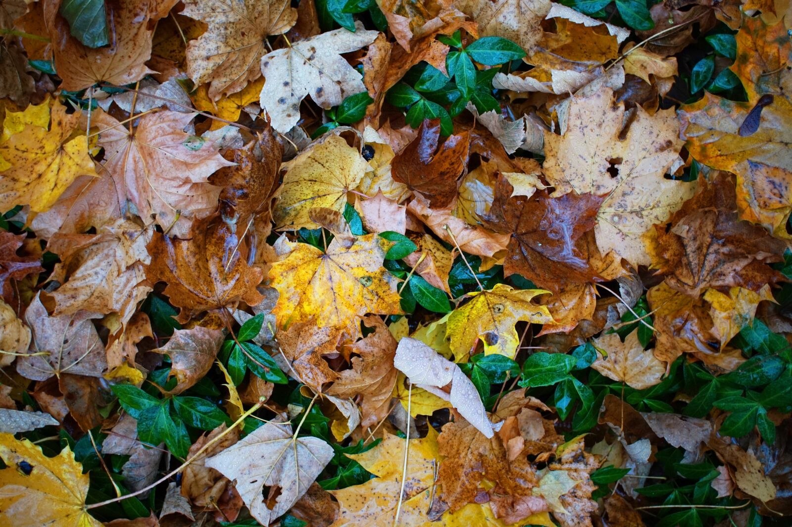 Sony Alpha a5000 (ILCE 5000) sample photo. Leaves, ivy, ground photography
