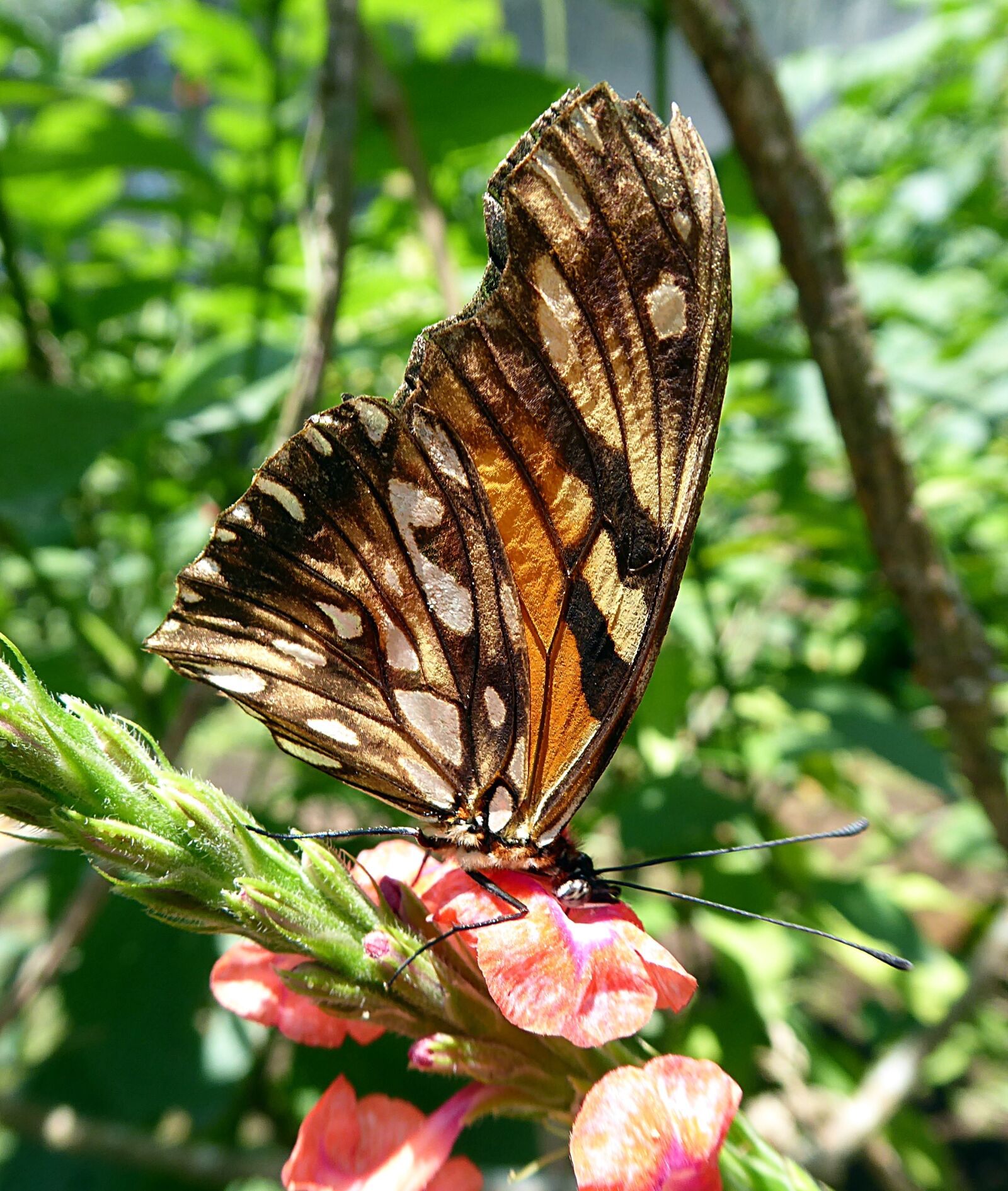 Panasonic Lumix DMC-ZS50 (Lumix DMC-TZ70) sample photo. Butterfly, insect, lepidoptera photography