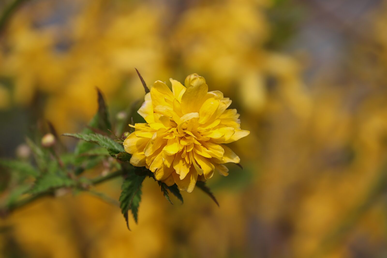 Canon EOS 200D (EOS Rebel SL2 / EOS Kiss X9) sample photo. Ranunkel shrub, blossom, bloom photography