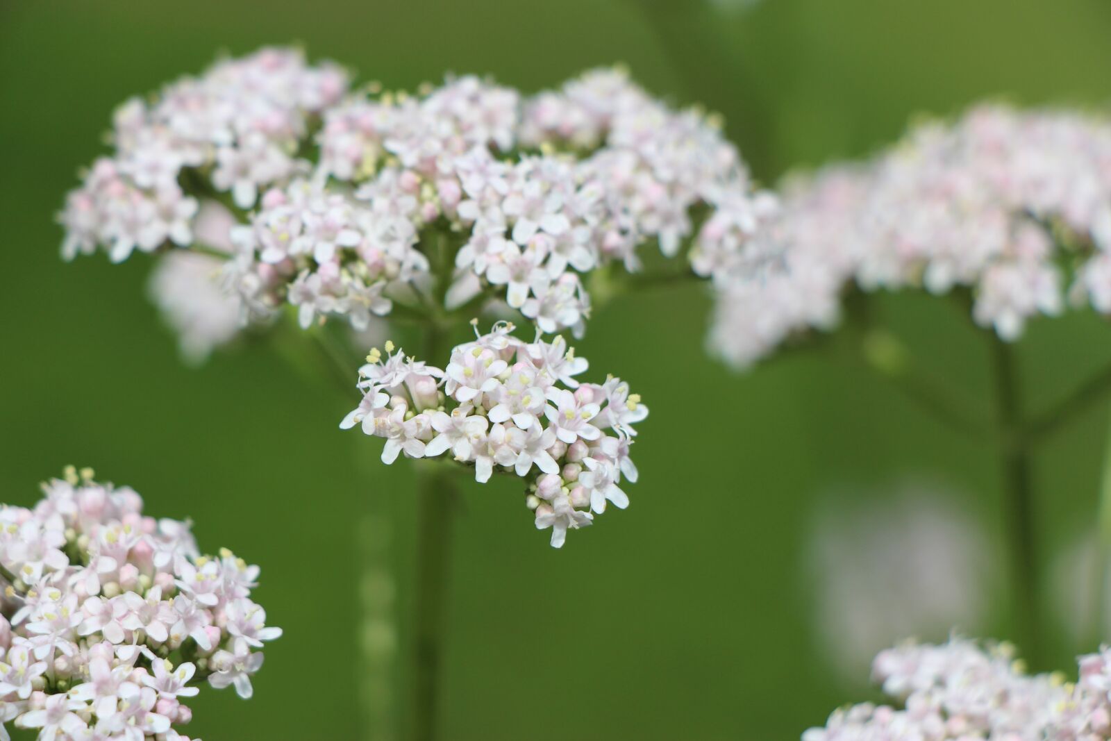 Canon EOS 650D (EOS Rebel T4i / EOS Kiss X6i) sample photo. White, bloom, lacy photography