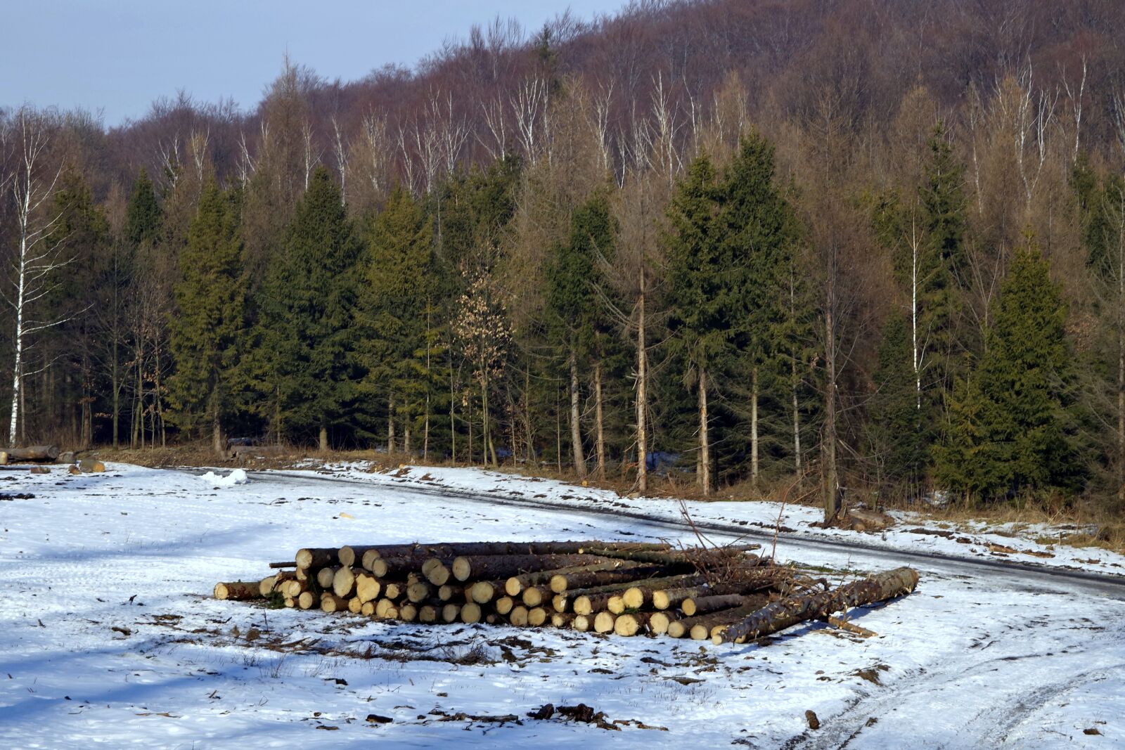 Pentax K-S2 sample photo. Wood, felling of the photography