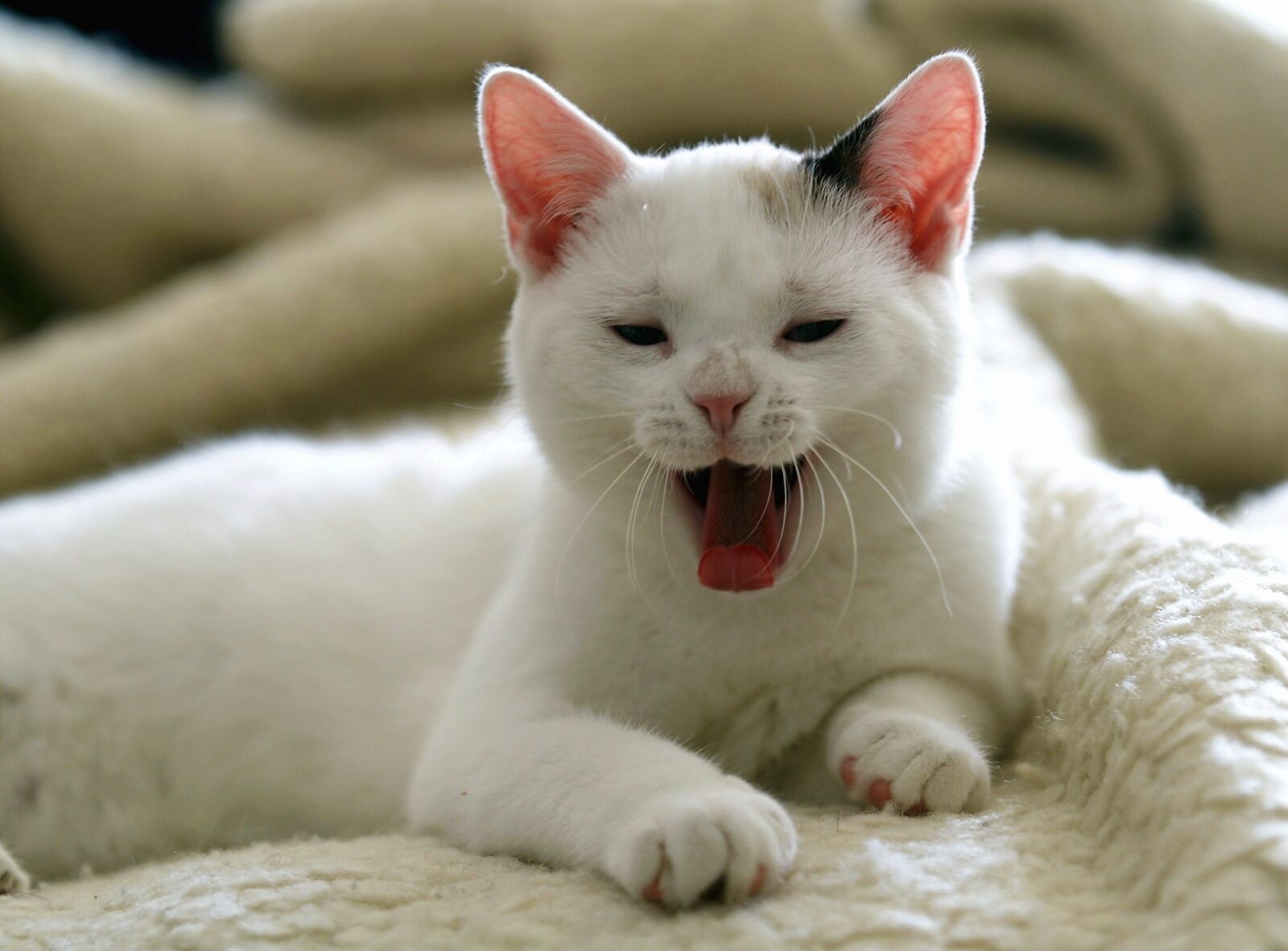 KONICA MINOLTA DYNAX 7D sample photo. Cat, white cat, domestic photography