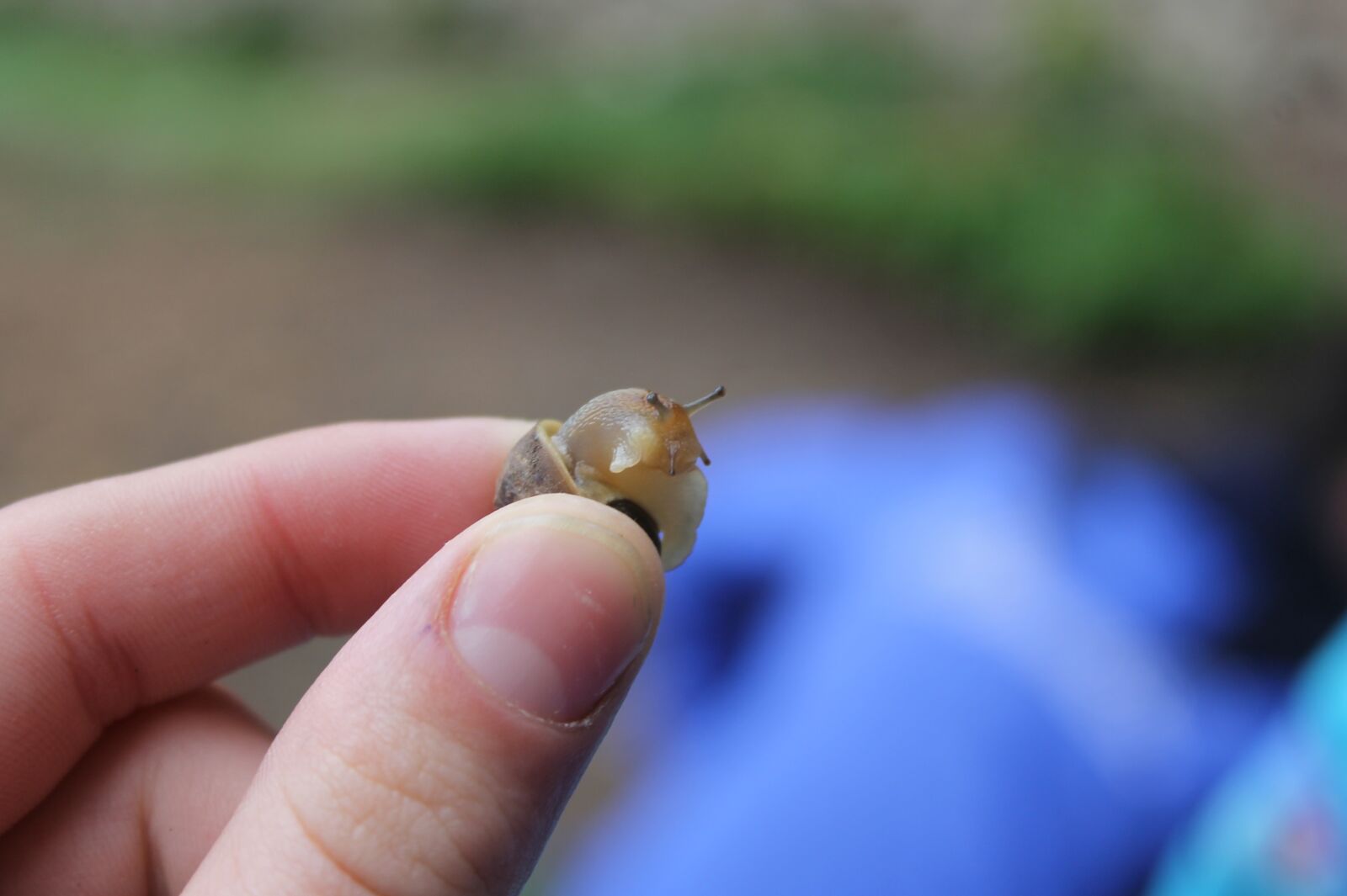 Canon EOS 1100D (EOS Rebel T3 / EOS Kiss X50) sample photo. Snail, macro photography, nature photography