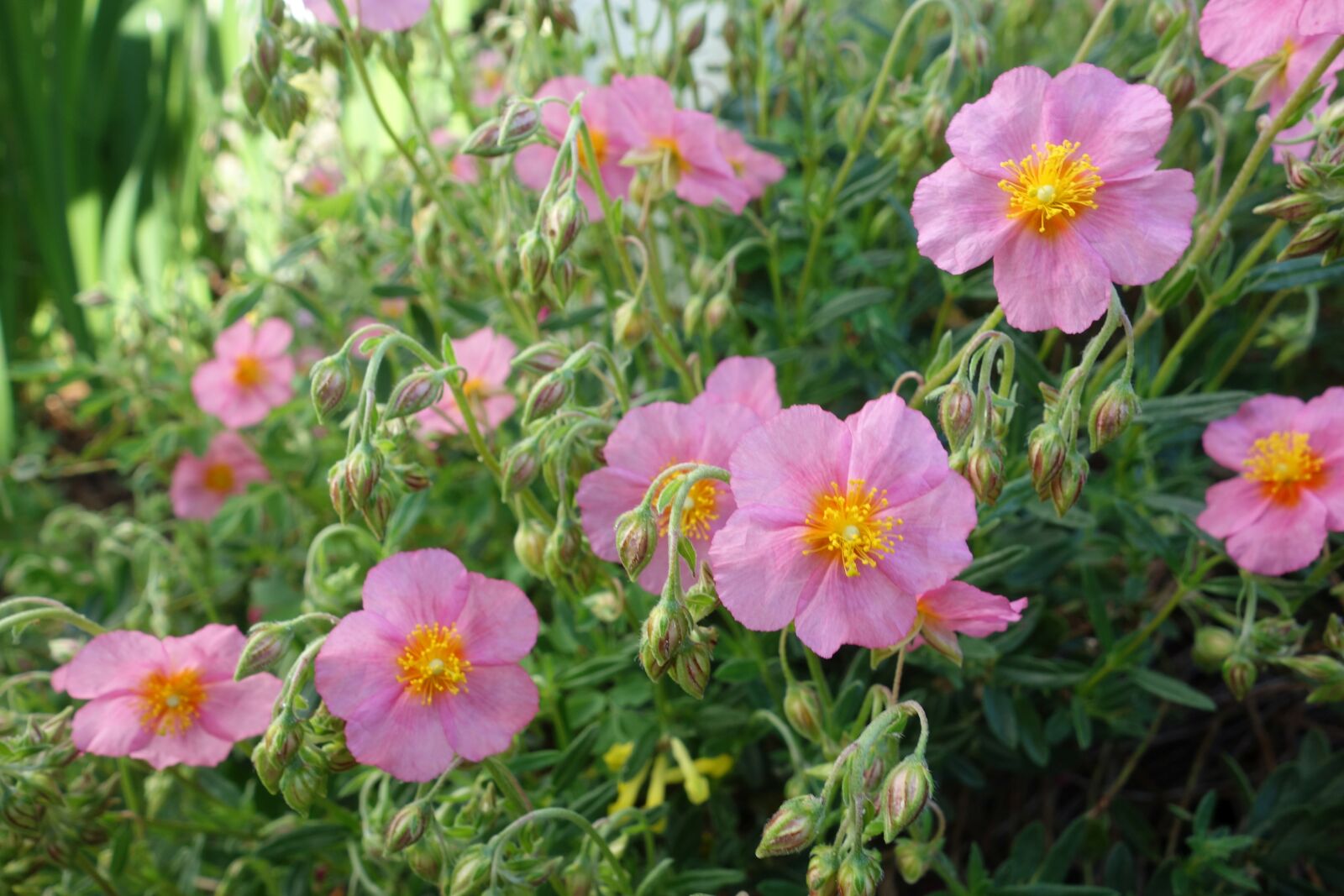 Sony Cyber-shot DSC-RX100 sample photo. Flowers, pink, roadside photography