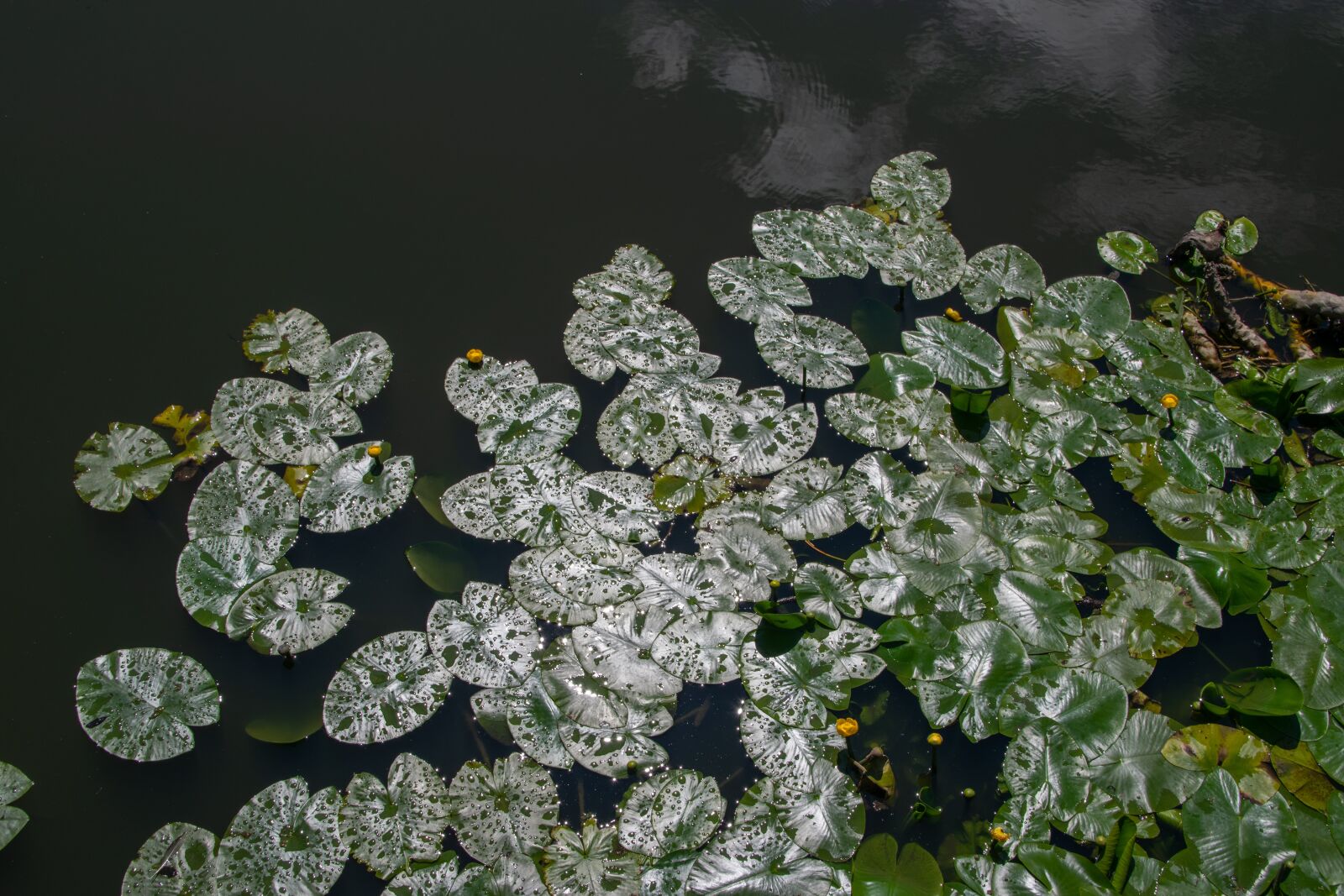 Tamron 18-200mm F3.5-6.3 Di II VC sample photo. Waterlilies, surface, reflection photography