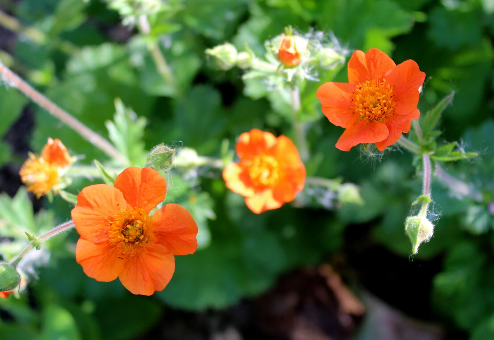 Canon EOS 1300D (EOS Rebel T6 / EOS Kiss X80) sample photo. Spring, garden photography