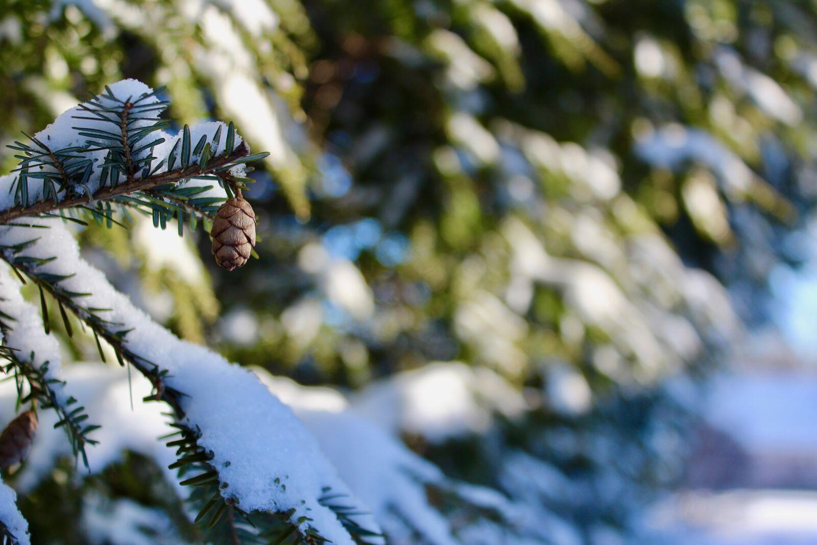 Canon EOS 600D (Rebel EOS T3i / EOS Kiss X5) sample photo. Winter, snow, cold photography