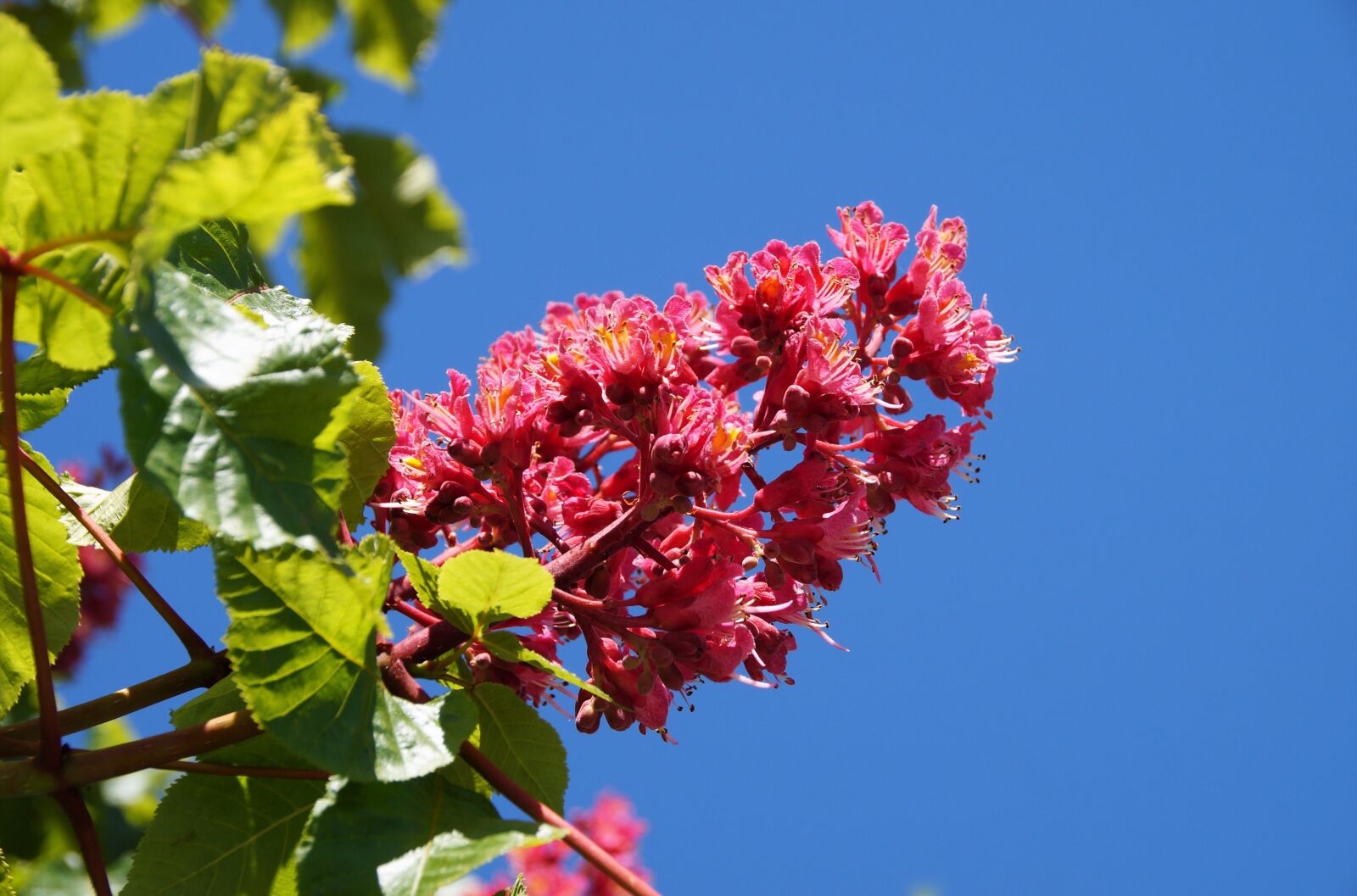 Sony SLT-A58 sample photo. Chestnut, horse-chestnut, flower photography