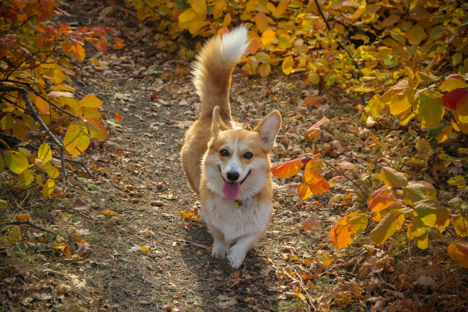 Canon EOS 550D (EOS Rebel T2i / EOS Kiss X4) sample photo. Corgi, dog, fluffy tail photography