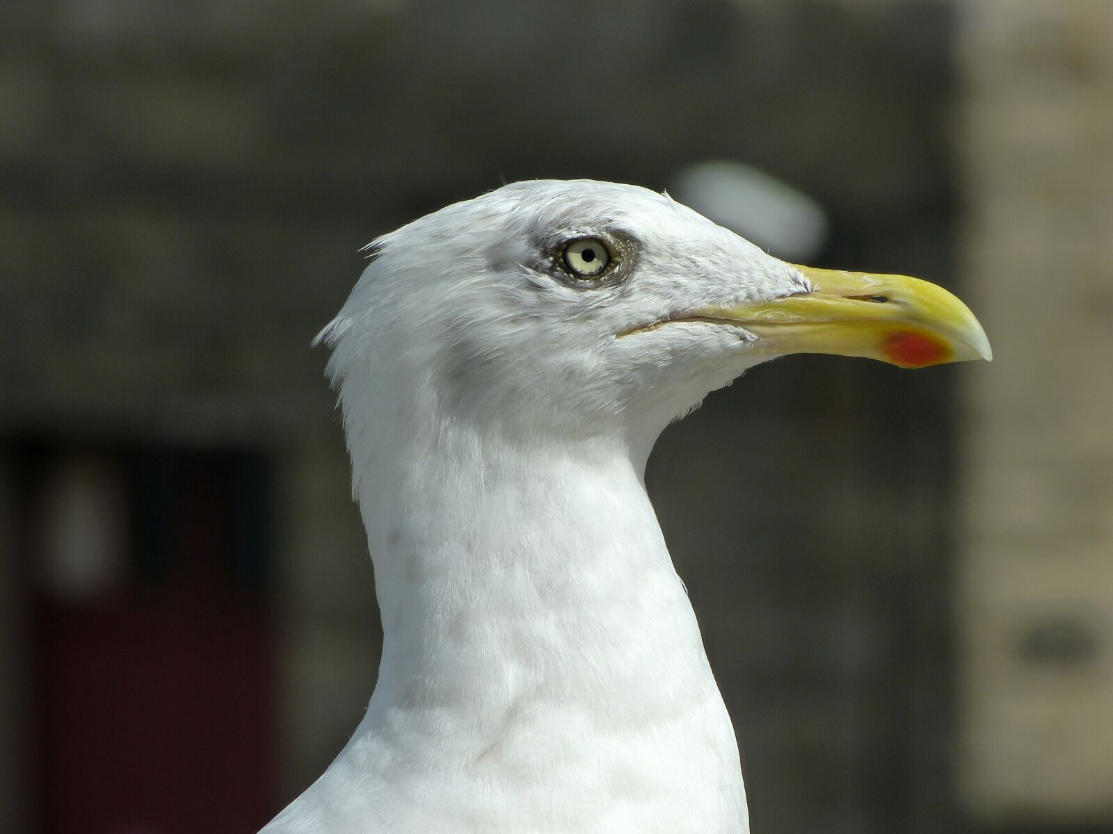 Panasonic Lumix DMC-FZ150 sample photo. Seagull, eye, bill photography