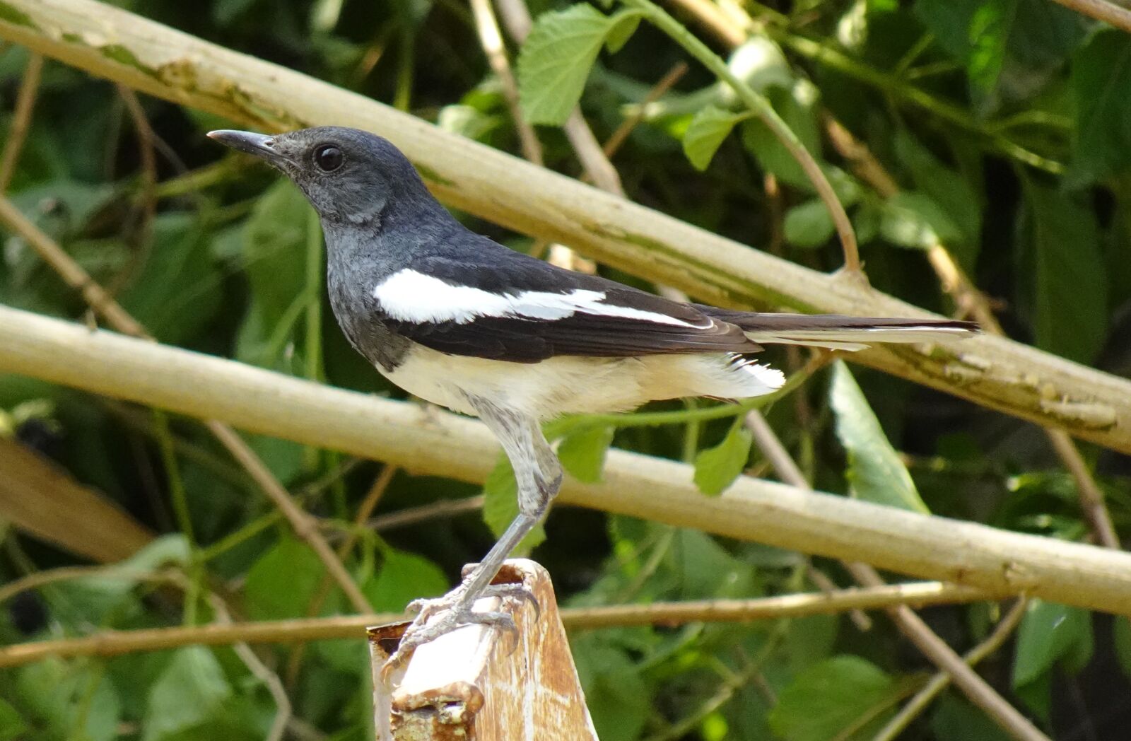Sony DSC-WX800 sample photo. Bird, magpie, robin photography