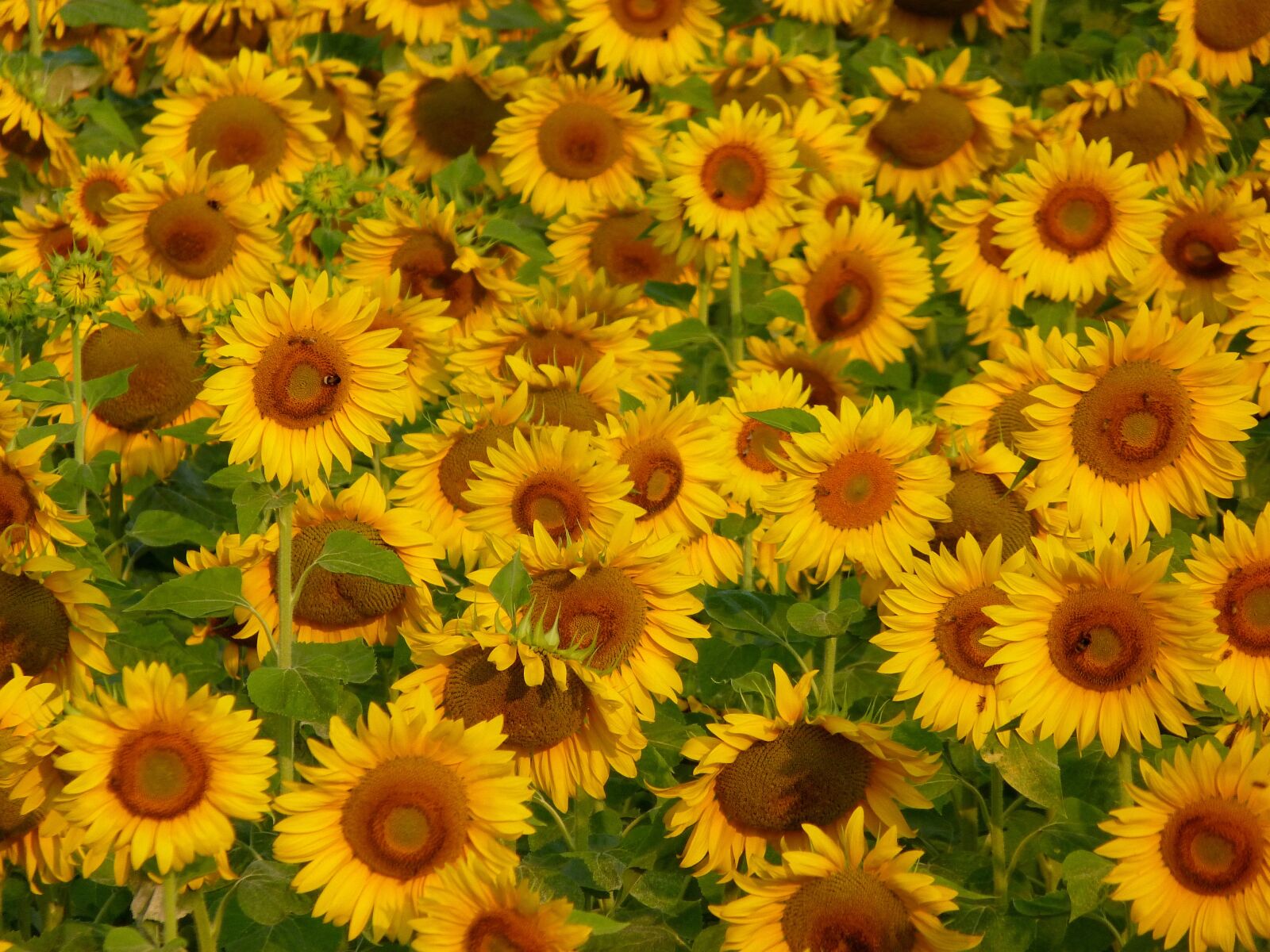 Panasonic Lumix DMC-FZ40 (Lumix DMC-FZ45) sample photo. Flower, plant, nature photography