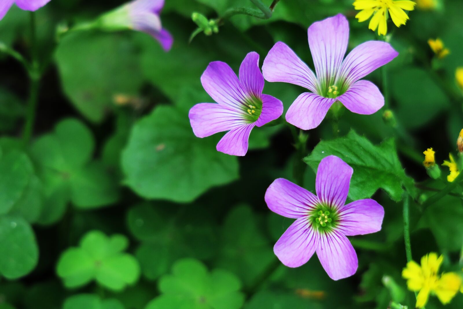 Canon PowerShot G3 X sample photo. Shamrock, hong kong, clover photography