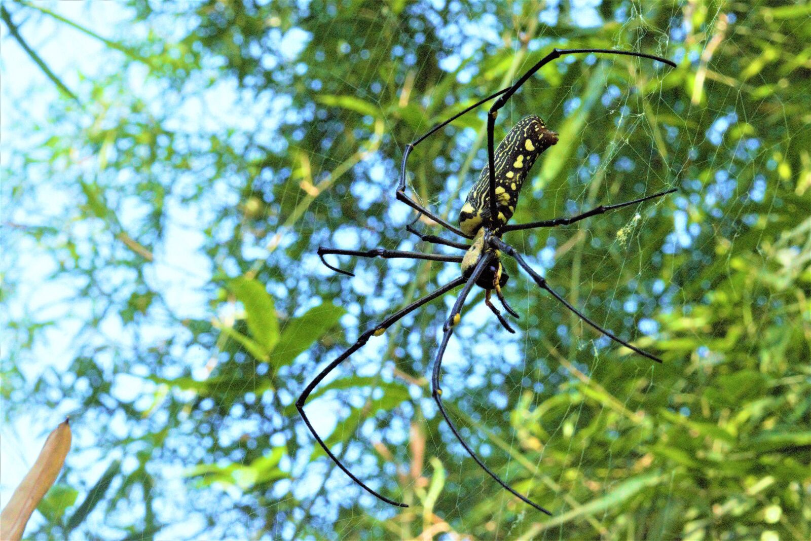 Nikon D5300 sample photo. Child task, insects, silk photography