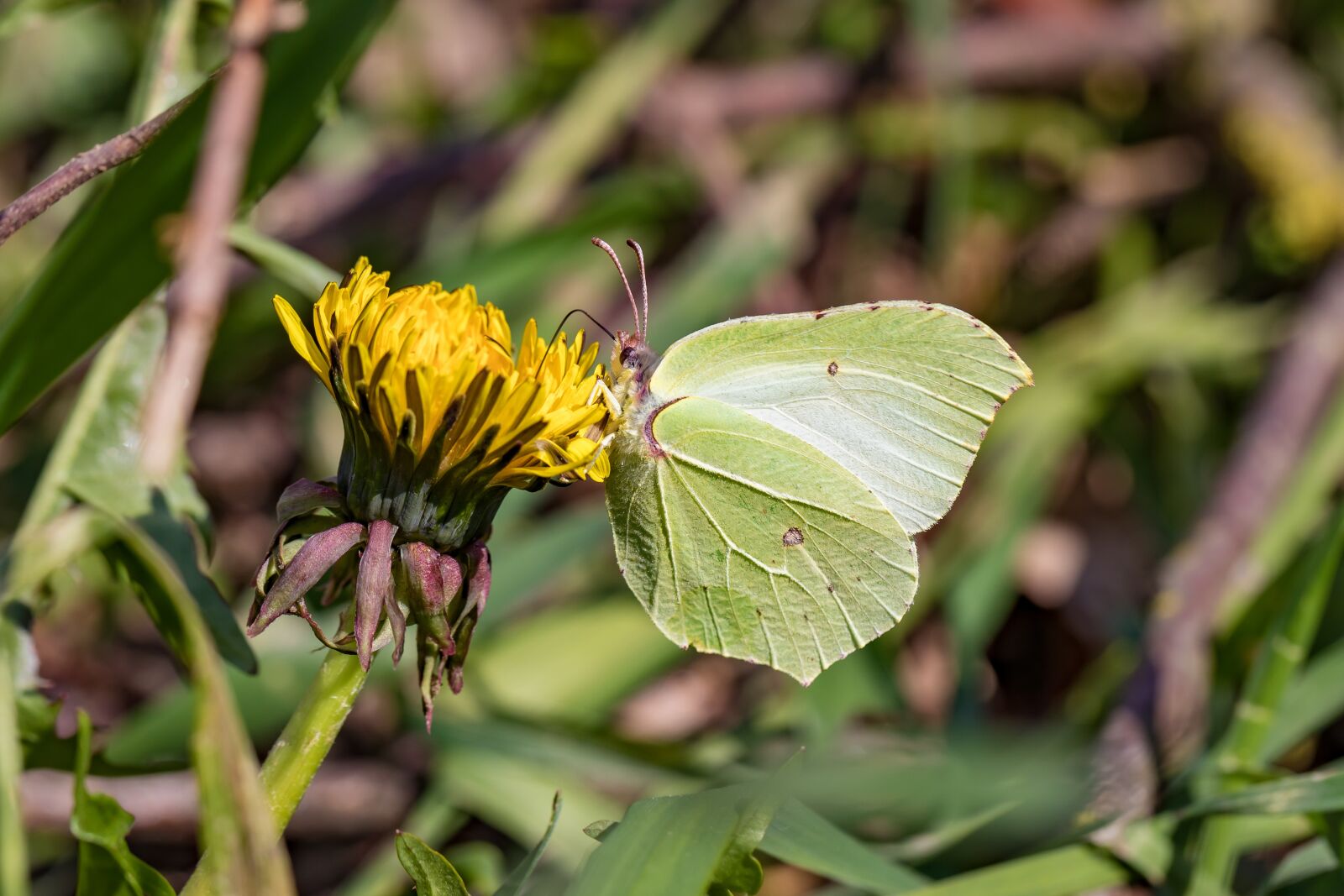 Canon EOS 5D Mark IV sample photo. Butterfly, gonepteryx rhamni, insect photography