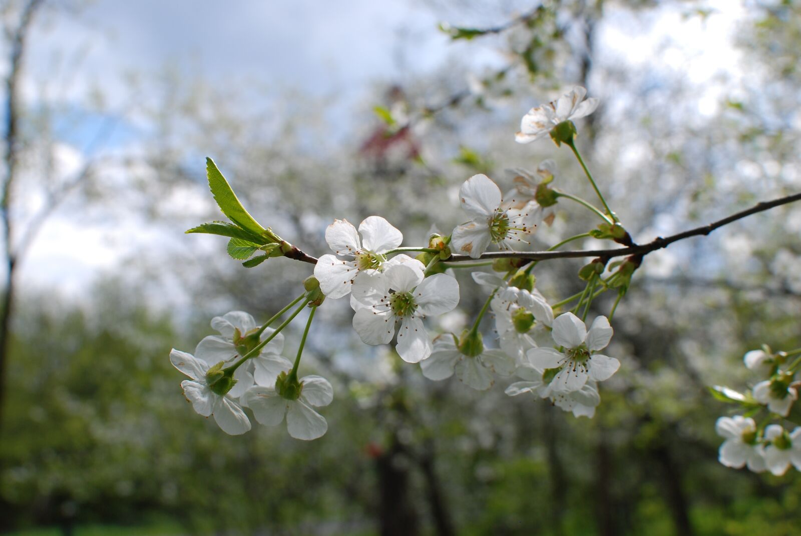 Nikon D80 sample photo. Spring, cherry, flowers photography
