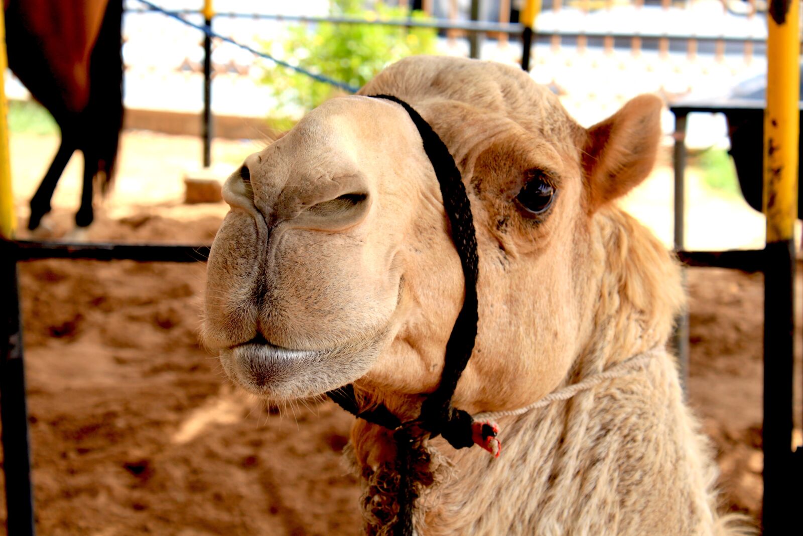 Canon EOS 500D (EOS Rebel T1i / EOS Kiss X3) sample photo. Camel, dubai, desert photography