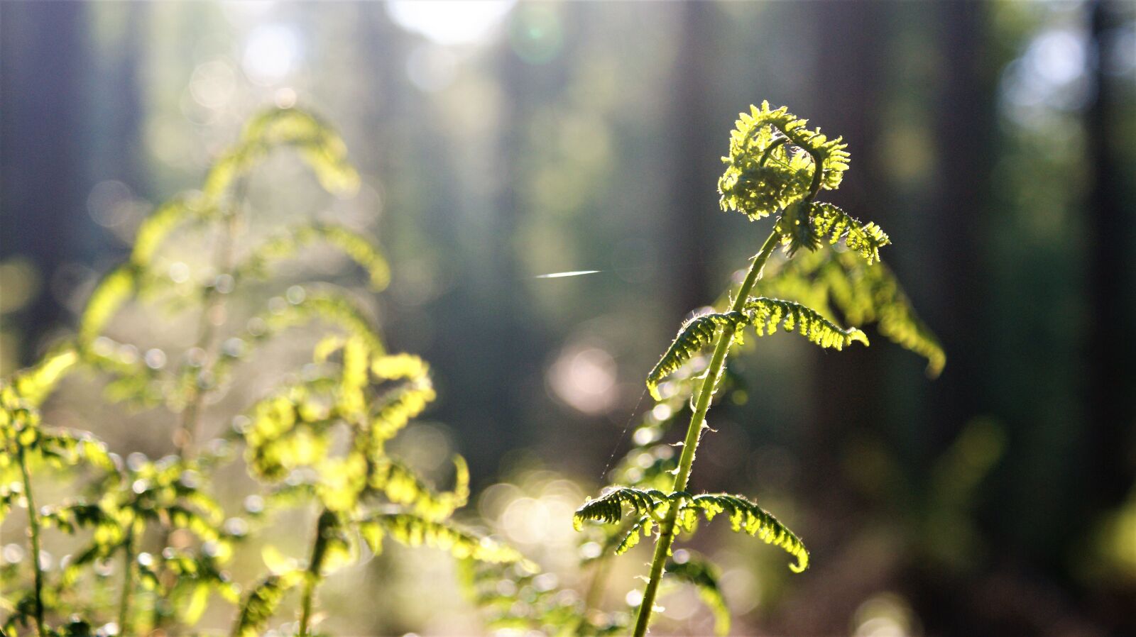 Sony Alpha DSLR-A350 sample photo. Ferns, forest, nature photography