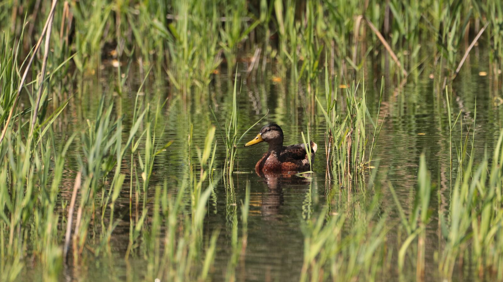 150-600mm F5-6.3 DG OS HSM | Contemporary 015 sample photo. Duck, lake, water photography