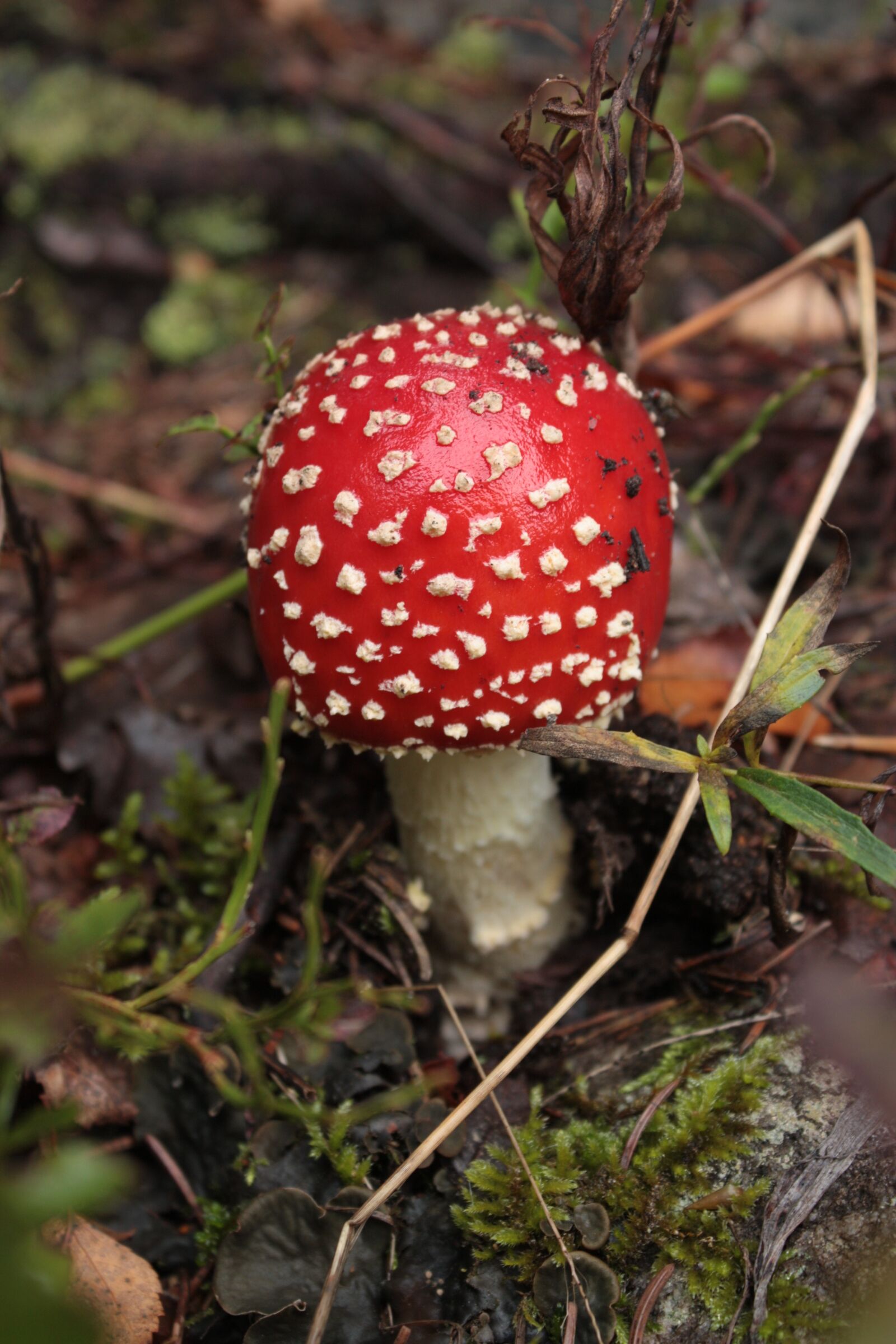 Canon EOS 450D (EOS Rebel XSi / EOS Kiss X2) sample photo. Red fly agaric, mushroom photography