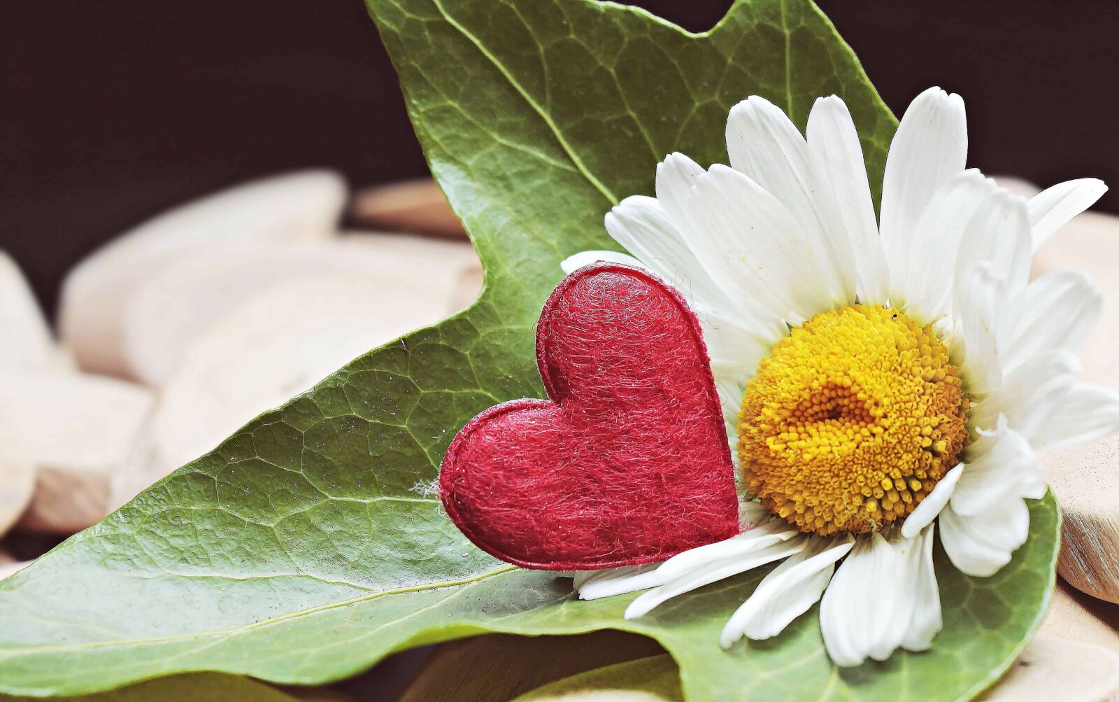 Canon EOS 100D (EOS Rebel SL1 / EOS Kiss X7) sample photo. Still life, heart, leaf photography