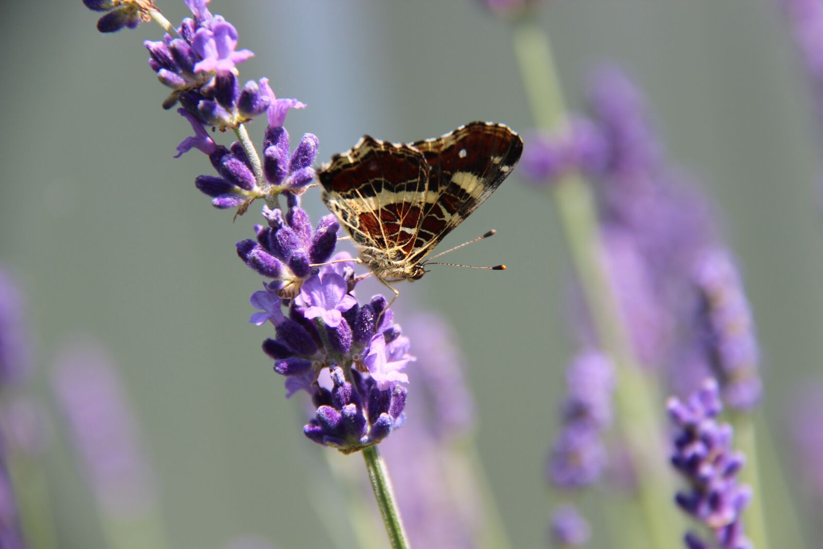 Canon EOS 600D (Rebel EOS T3i / EOS Kiss X5) sample photo. Butterfly, geographical map, lavender photography