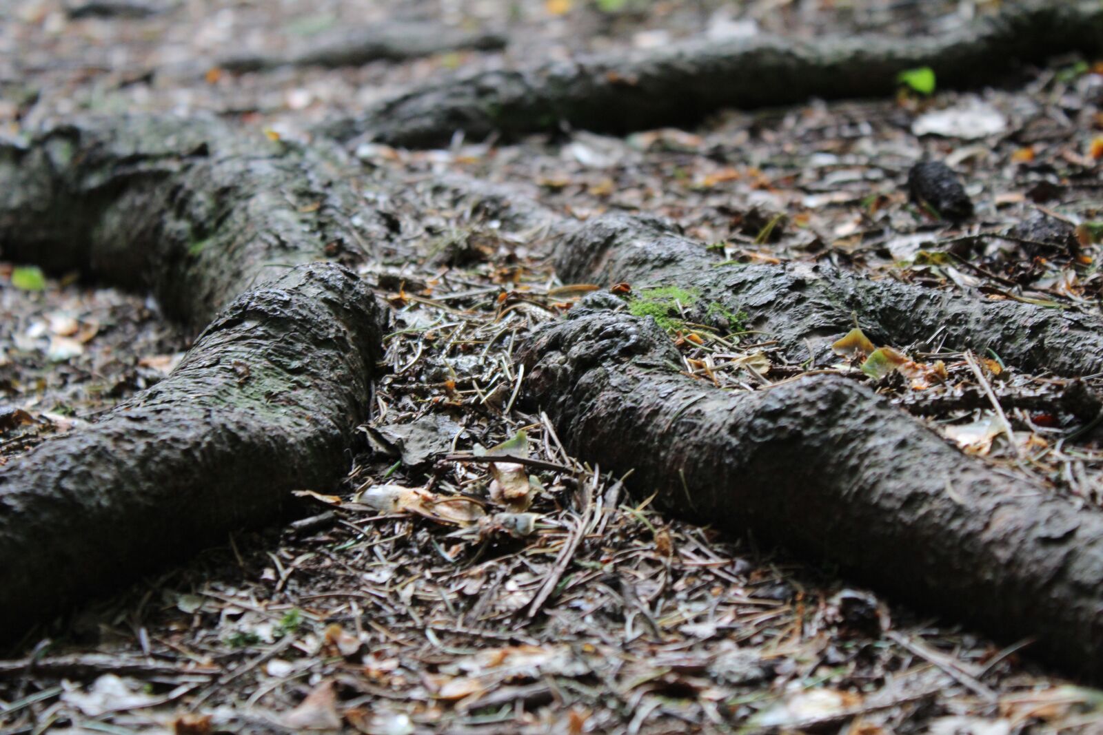 Canon EOS 1300D (EOS Rebel T6 / EOS Kiss X80) sample photo. Root, forest, shadow photography
