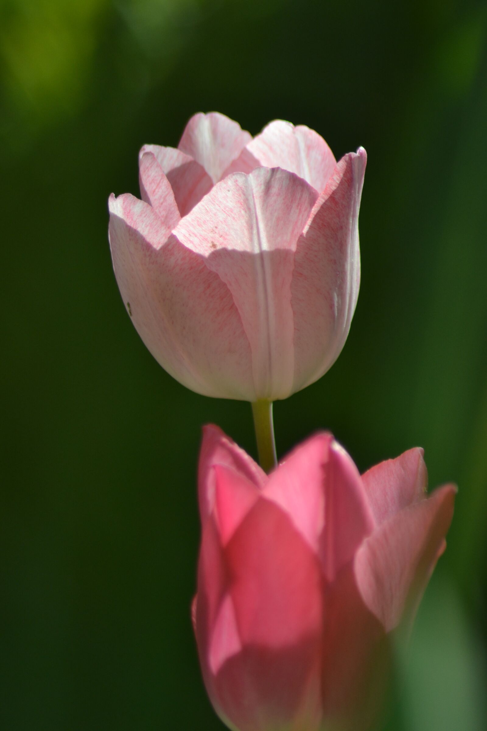 Nikon D3100 sample photo. Spring, flower, tulip photography