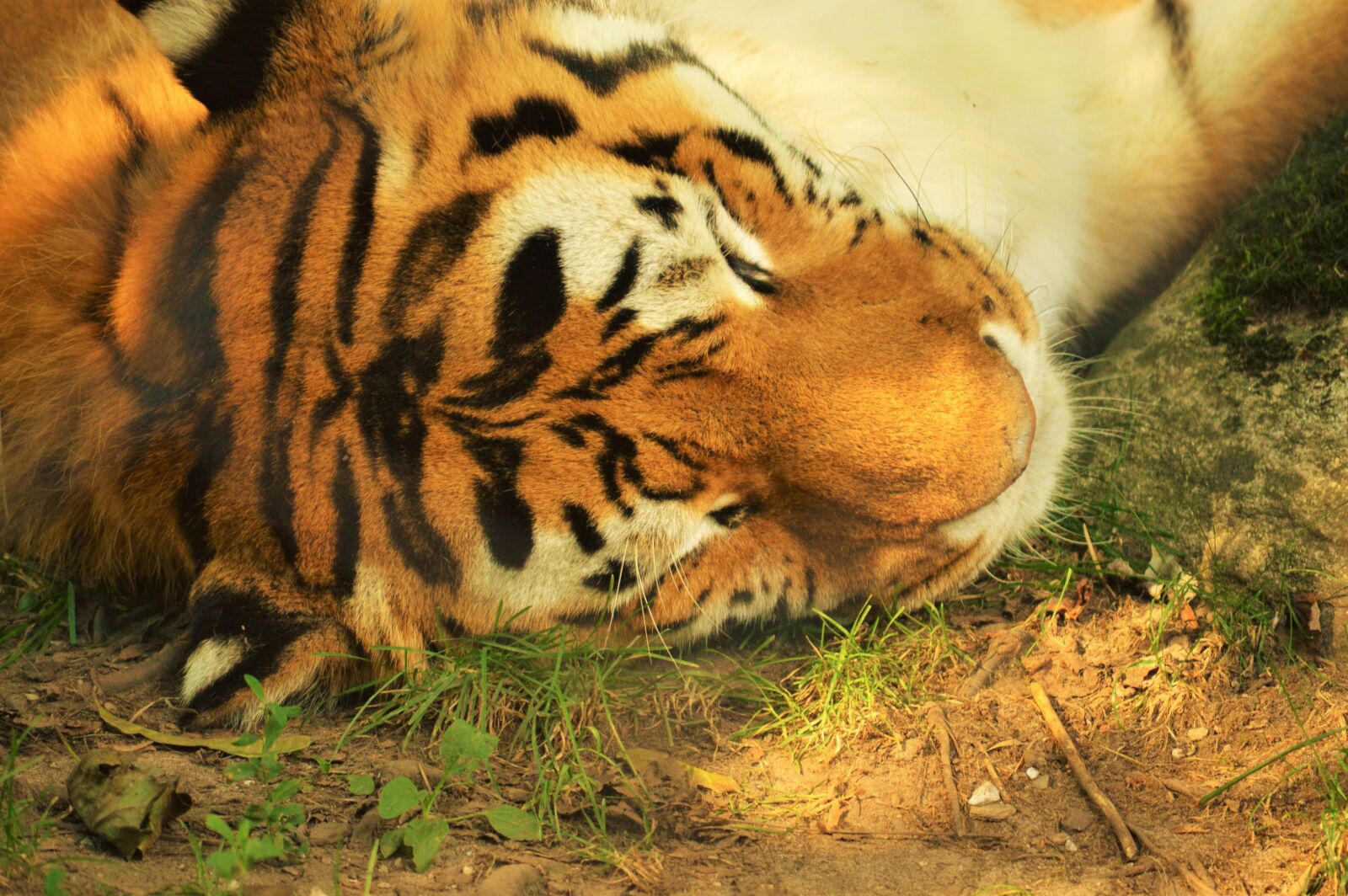 Nikon D3200 sample photo. Tiger, zoo, granby photography