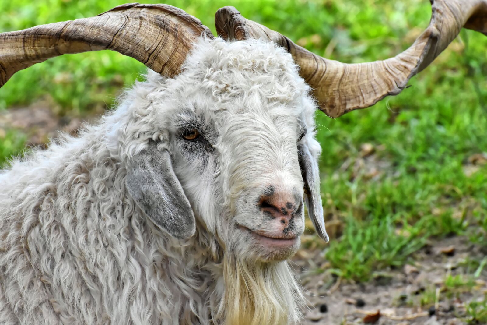 Nikon D7200 sample photo. Billy goat, cashmere goat photography