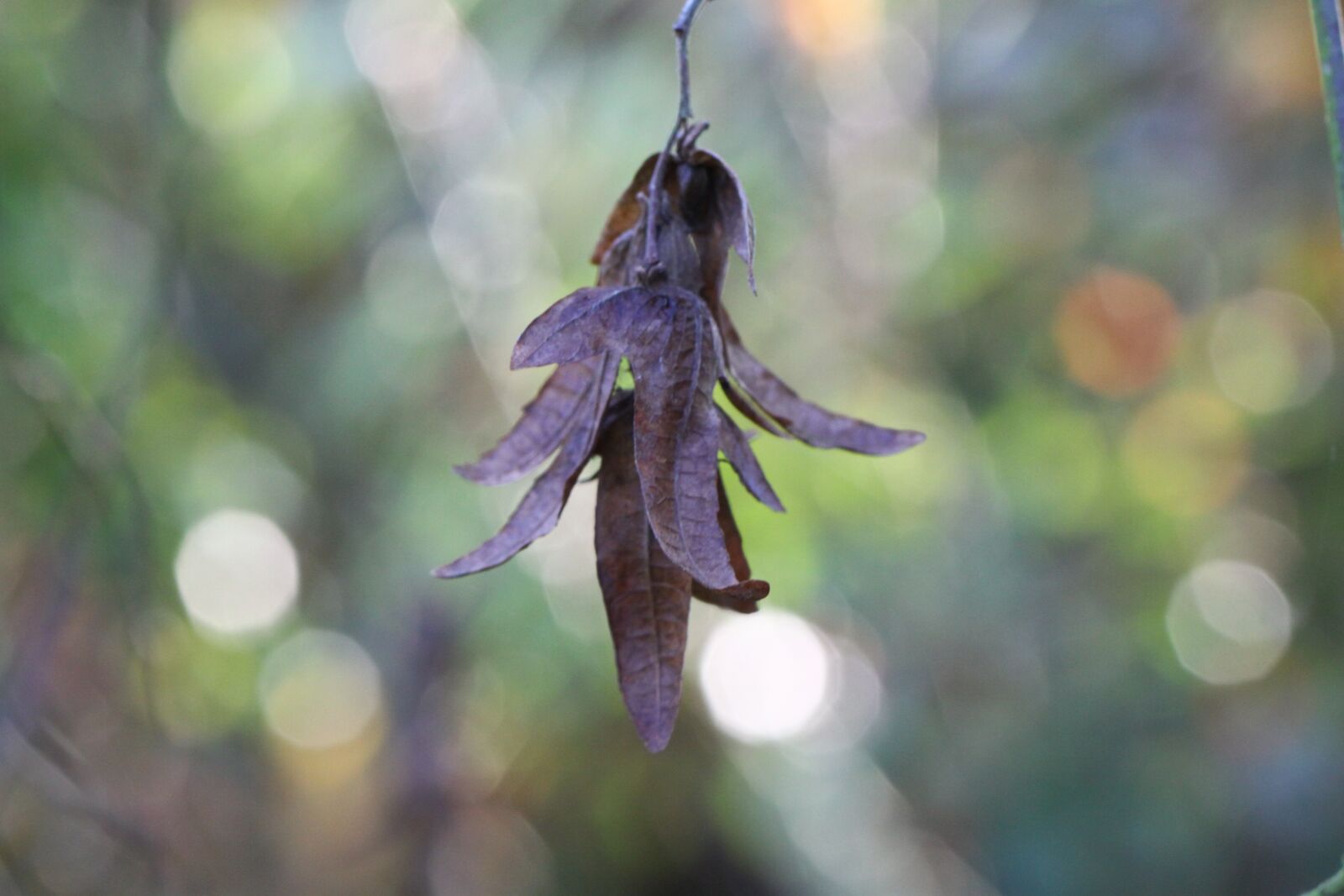 Canon EOS 50D sample photo. Seeds, kittens, nature photography