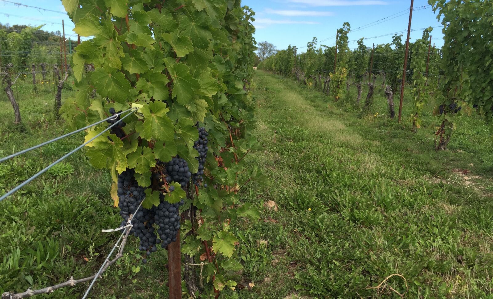 iPhone 6 Plus back camera 4.15mm f/2.2 sample photo. Grapes, vines, wine photography