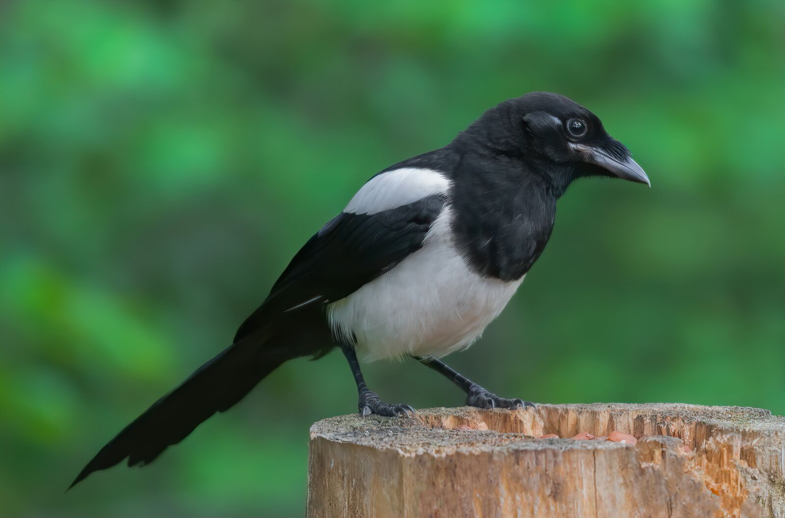 Nikon D5200 sample photo. Magpie, bird, animal photography
