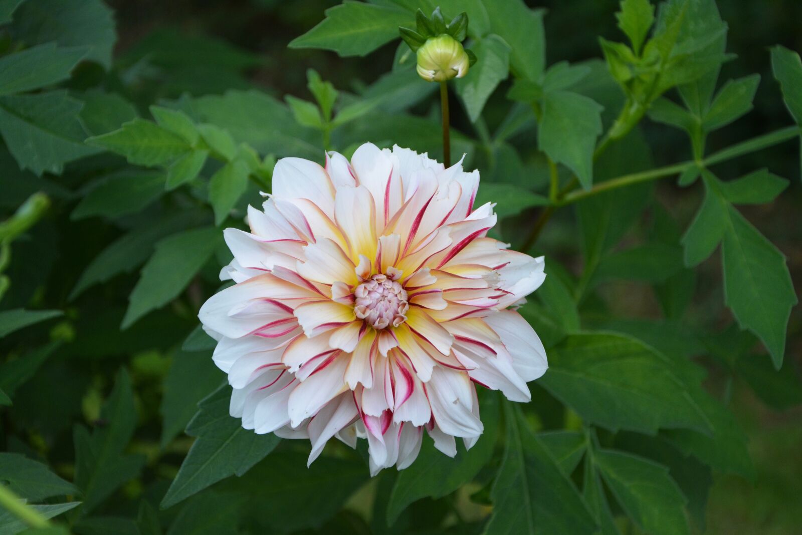 Nikon D5200 sample photo. Flower, garden, massif photography