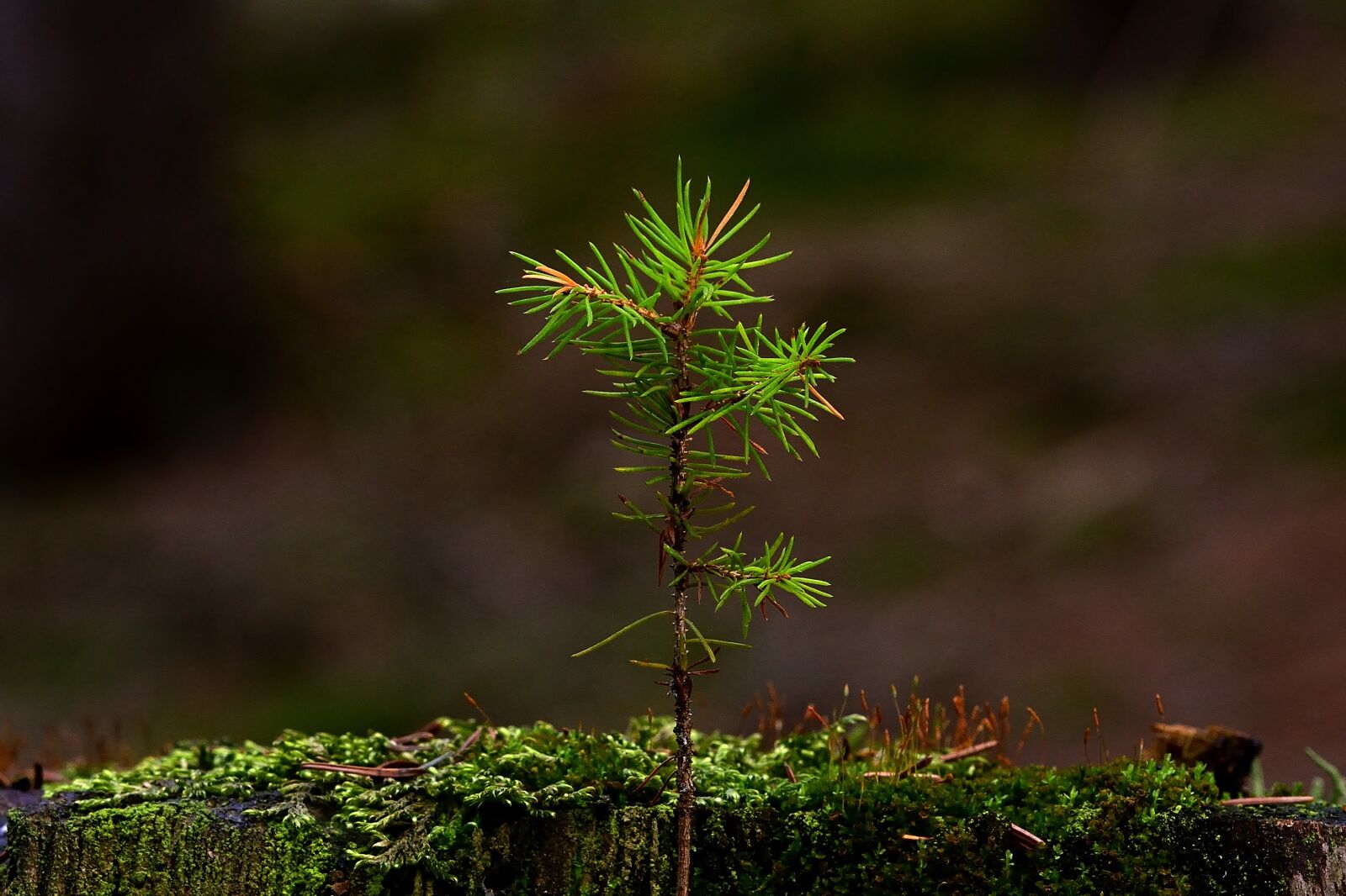 Nikon D5200 sample photo. Nature, forest, tree stump photography
