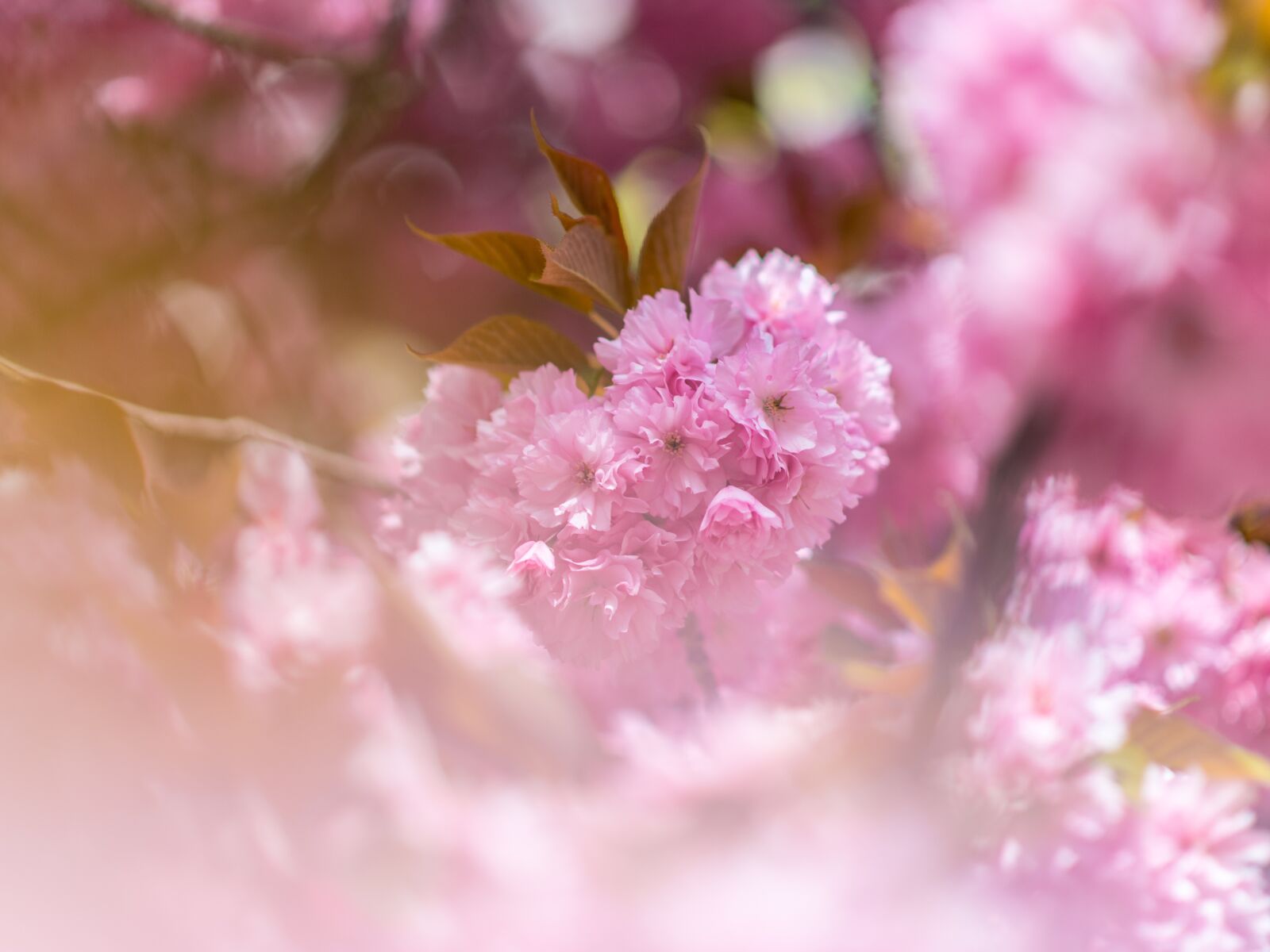 Nikon D850 sample photo. Pink, flower, tree photography