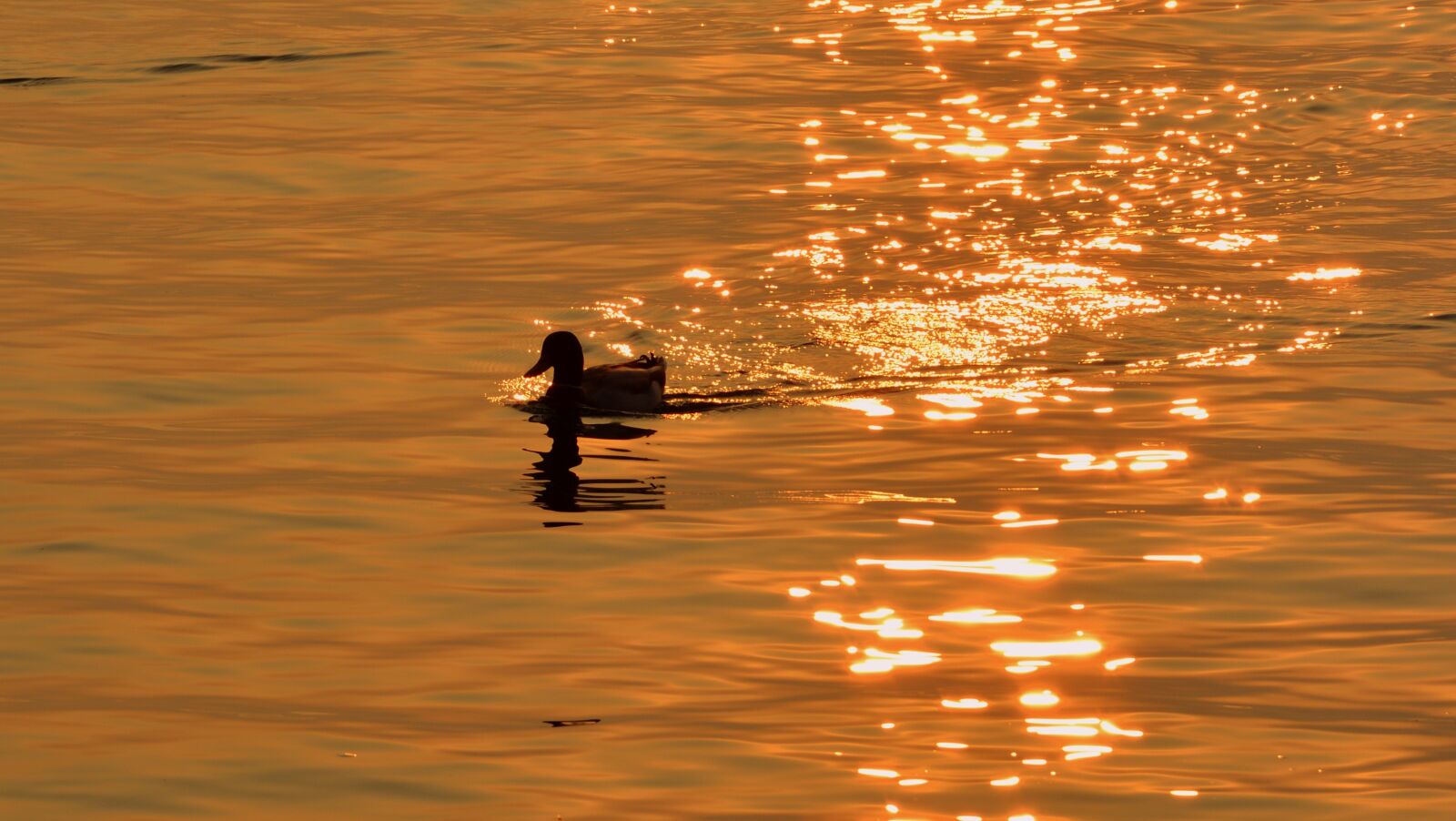 Nikon D7100 sample photo. Duck, lake, sunset photography
