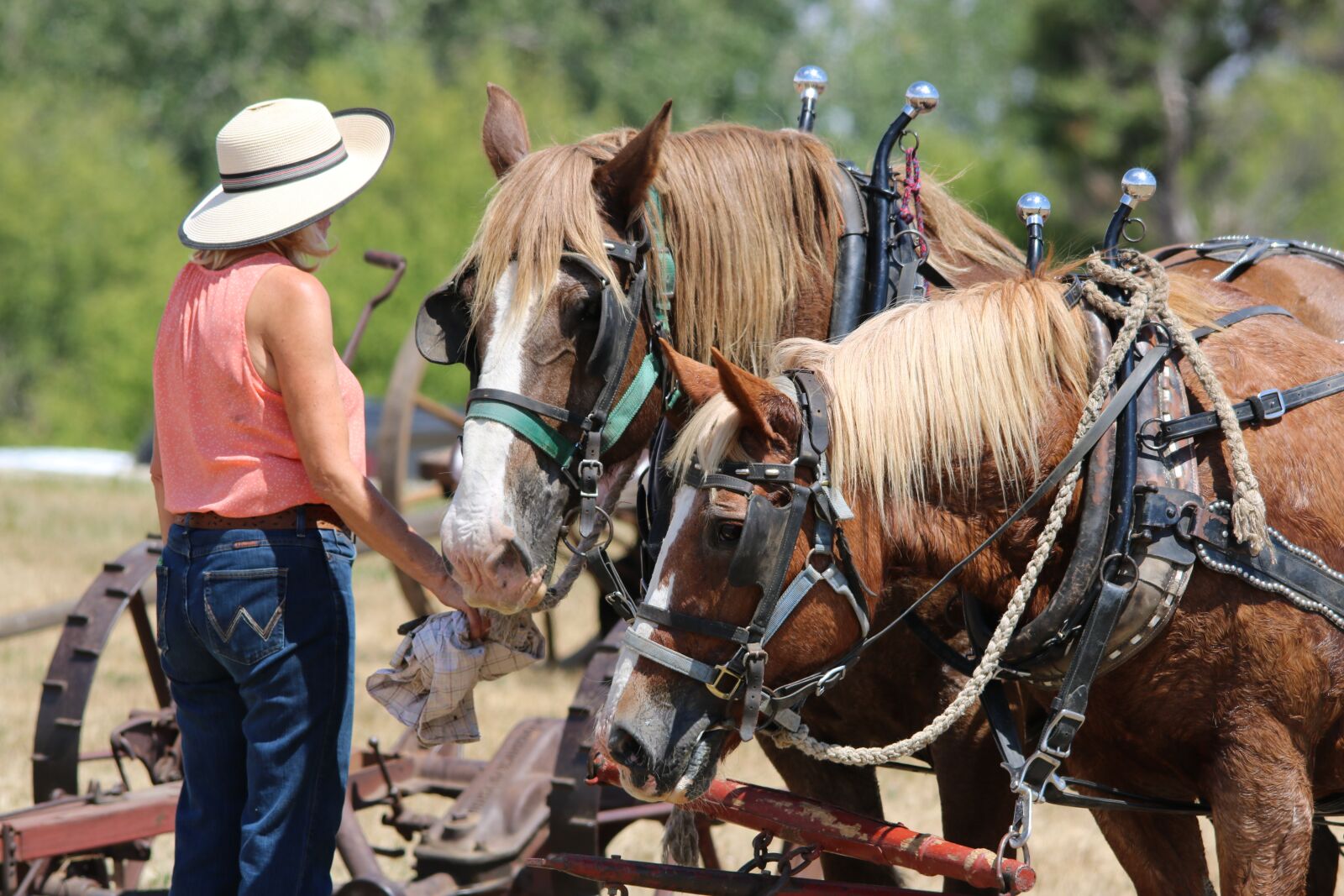 Canon EOS 750D (EOS Rebel T6i / EOS Kiss X8i) sample photo. Lady, mammal, horses photography