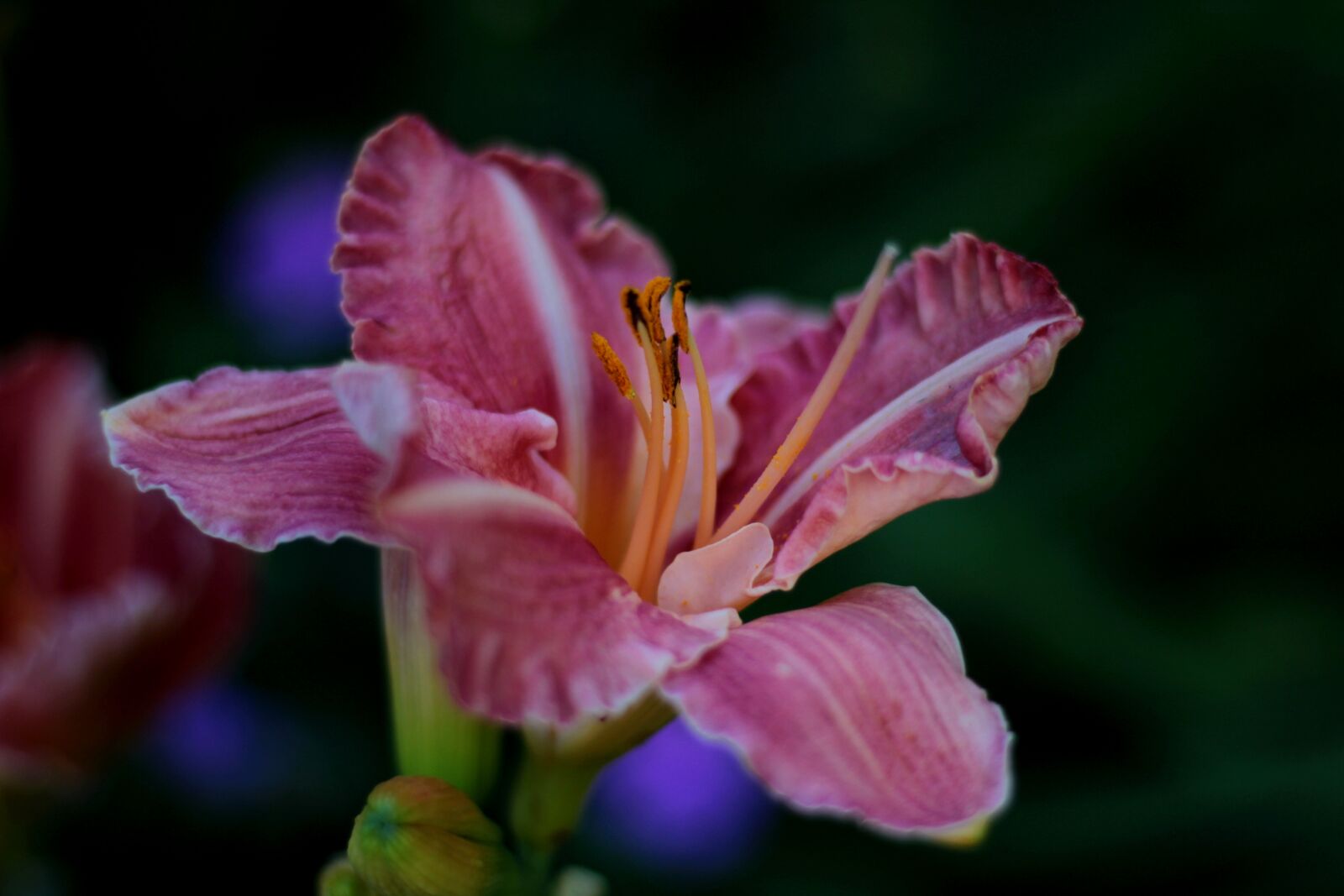Canon EOS 600D (Rebel EOS T3i / EOS Kiss X5) sample photo. Hemerocallis pretty impressive, daylily photography