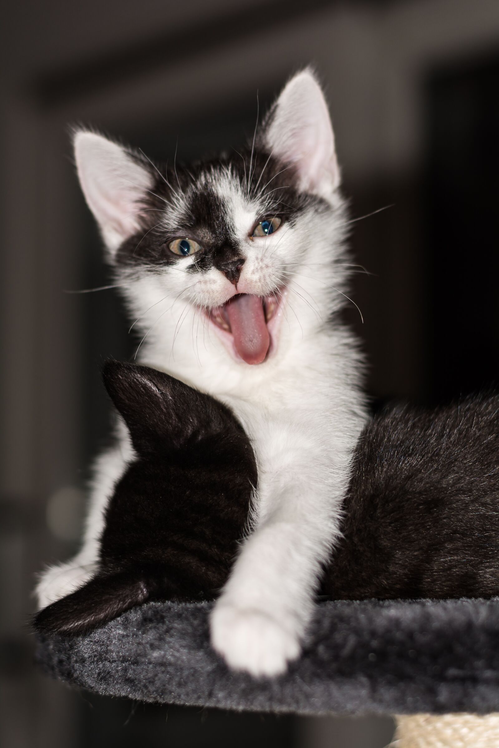 Nikon D5200 sample photo. Baby cat, cat baby photography